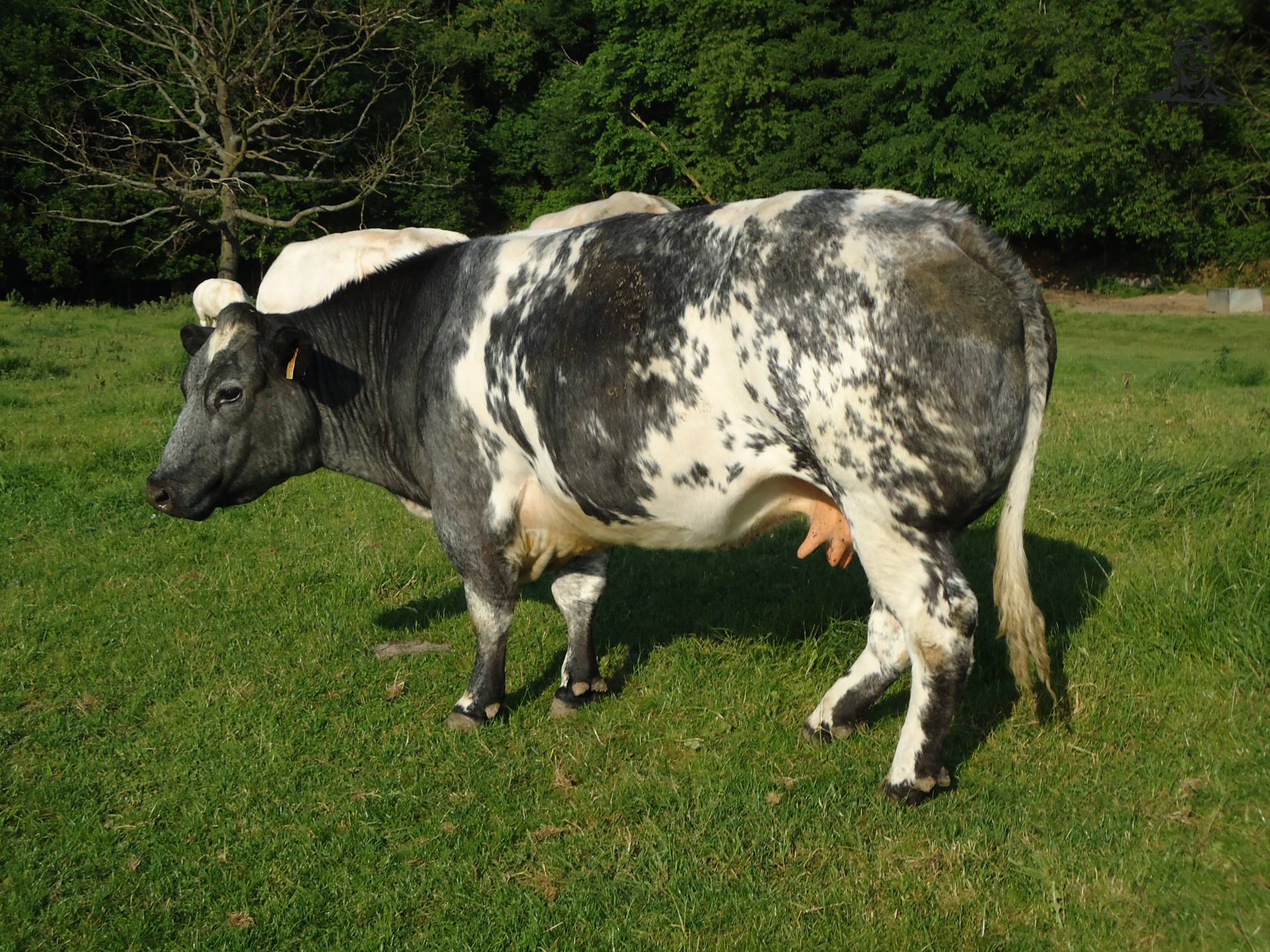 Wit-Blauwe koe van Jonass
