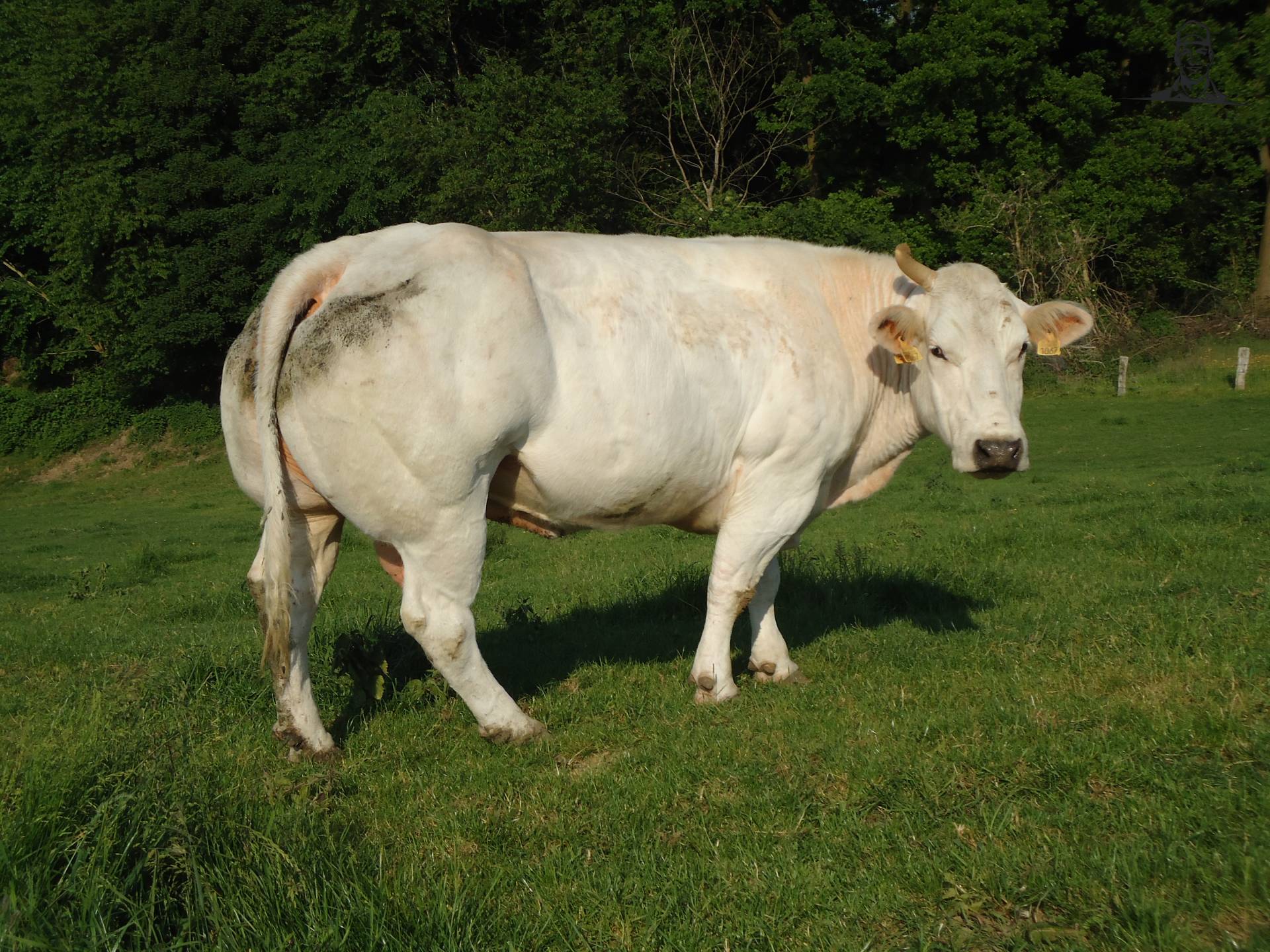 Vruchtbaar Parelachtig Aanbod witte koe