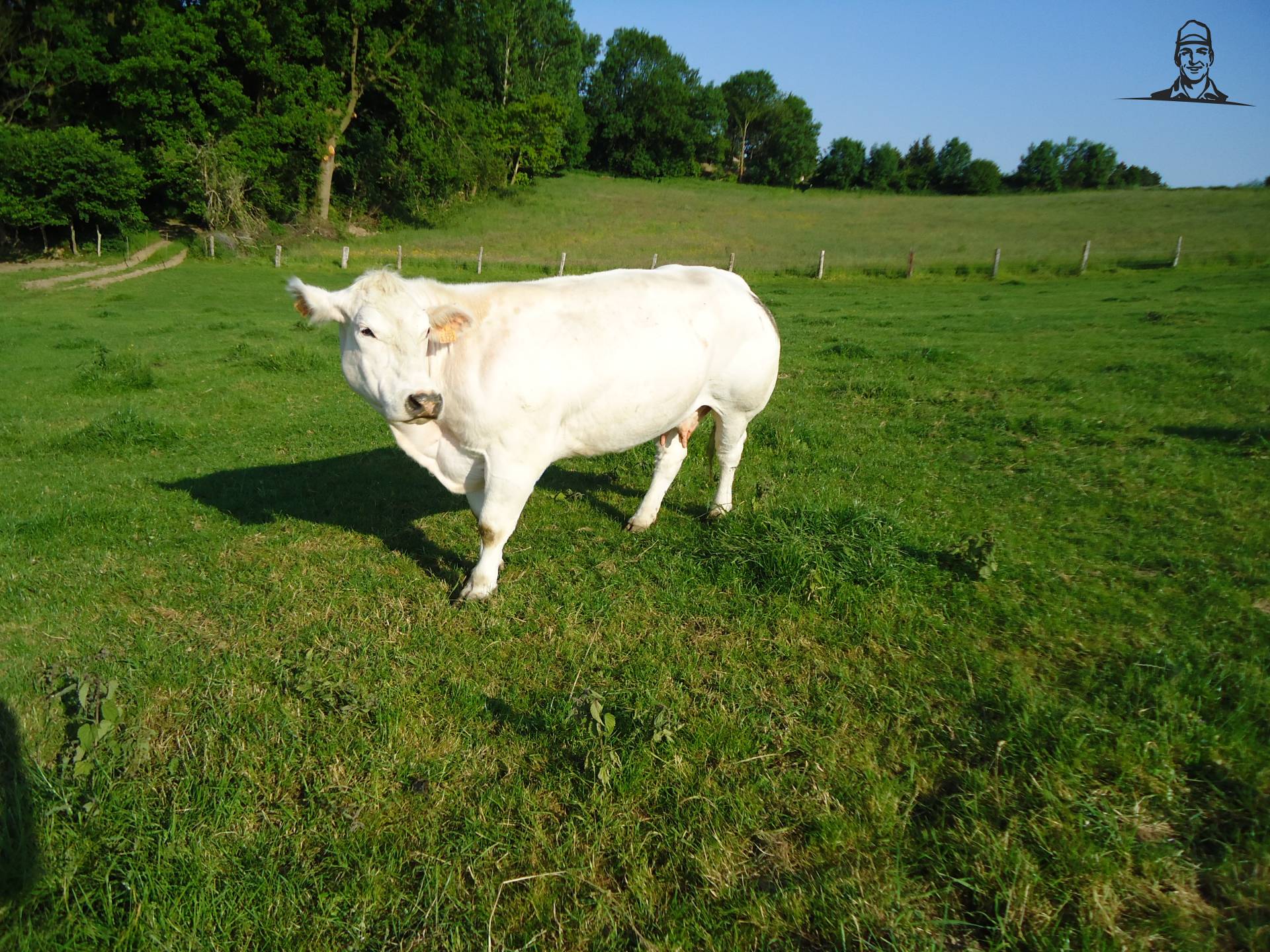 witte koe van Jonass