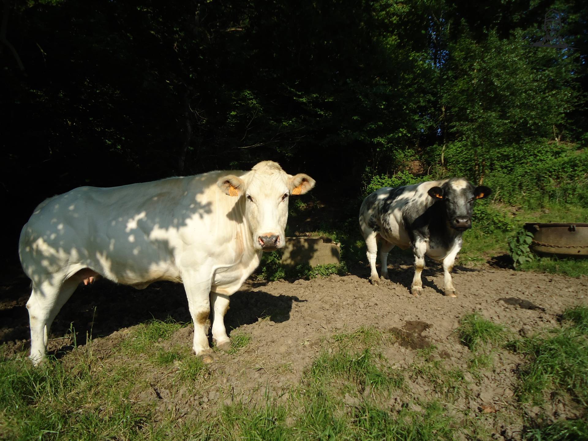 koeien in de schaduw van Jonass