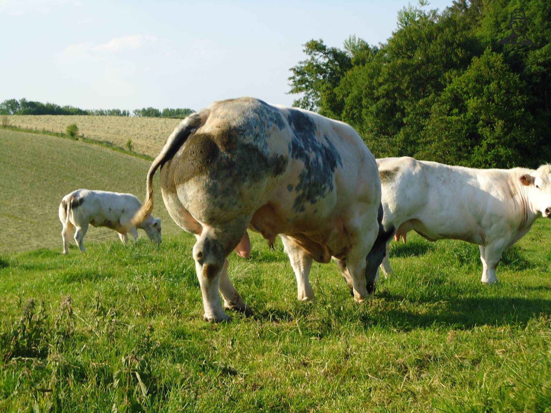 onze stier van Jonass