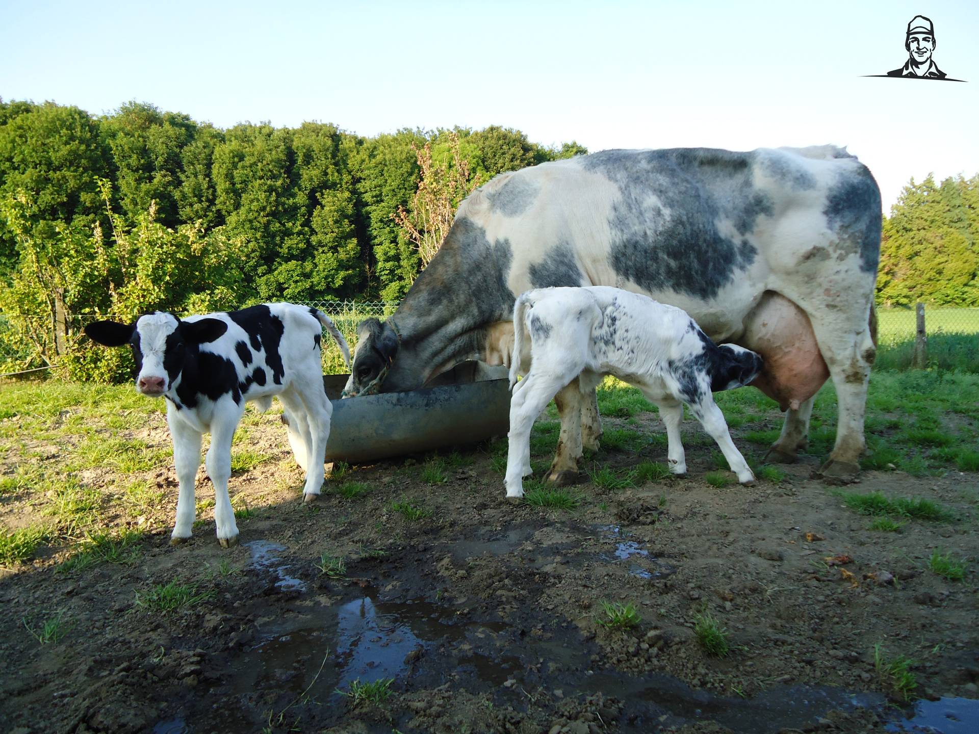 een tweeling van Jonass