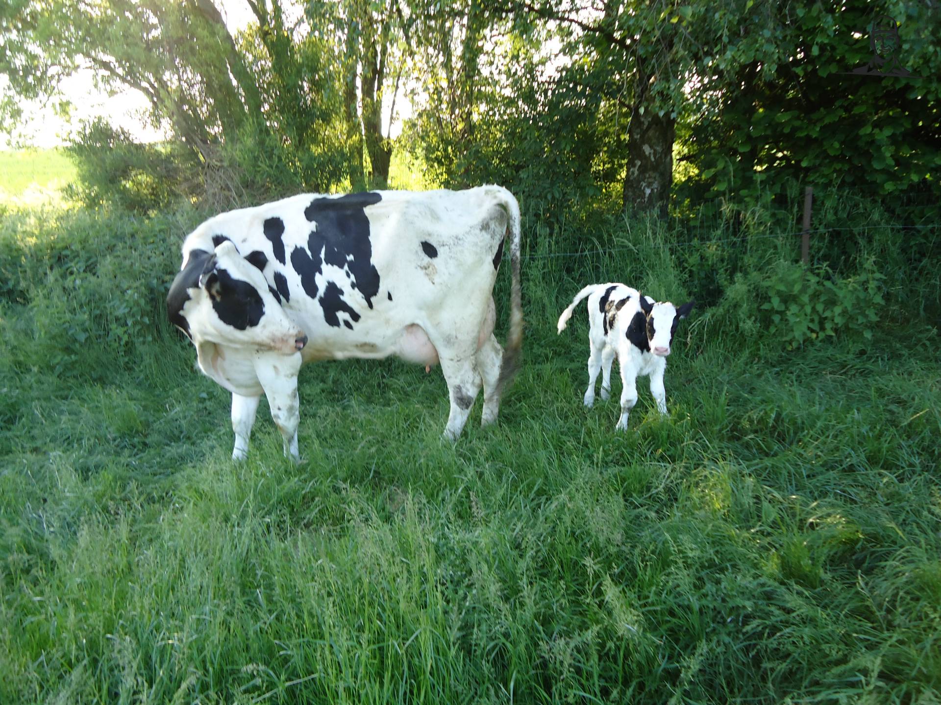 kalfje in de wei van Jonass