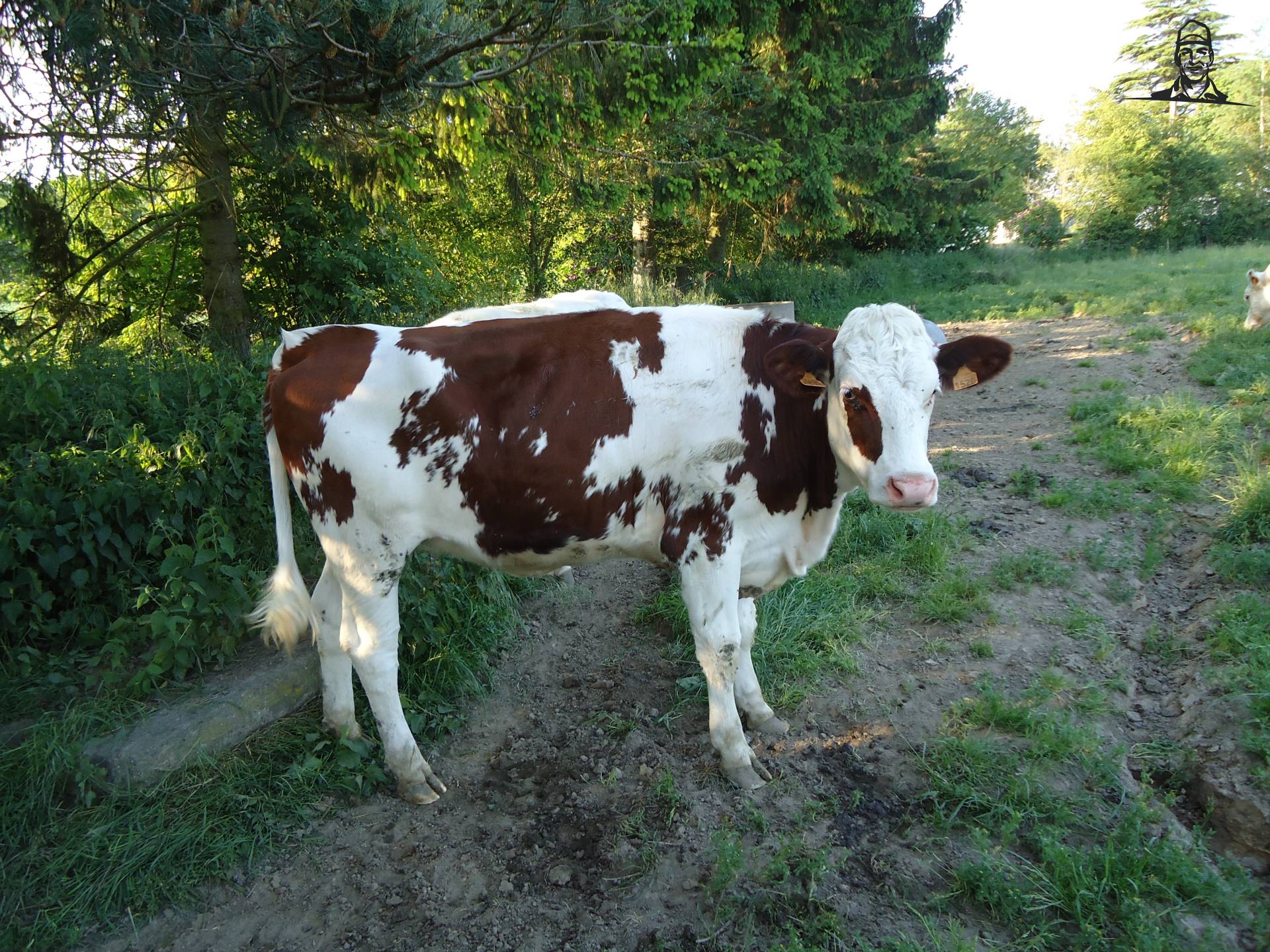 monbeliarde vaars van Jonass