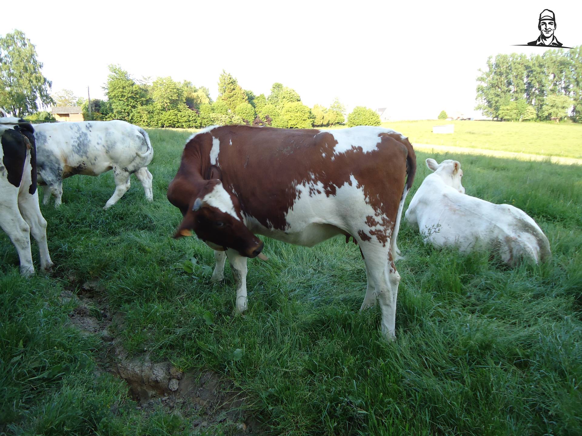 rode vaars van Jonass