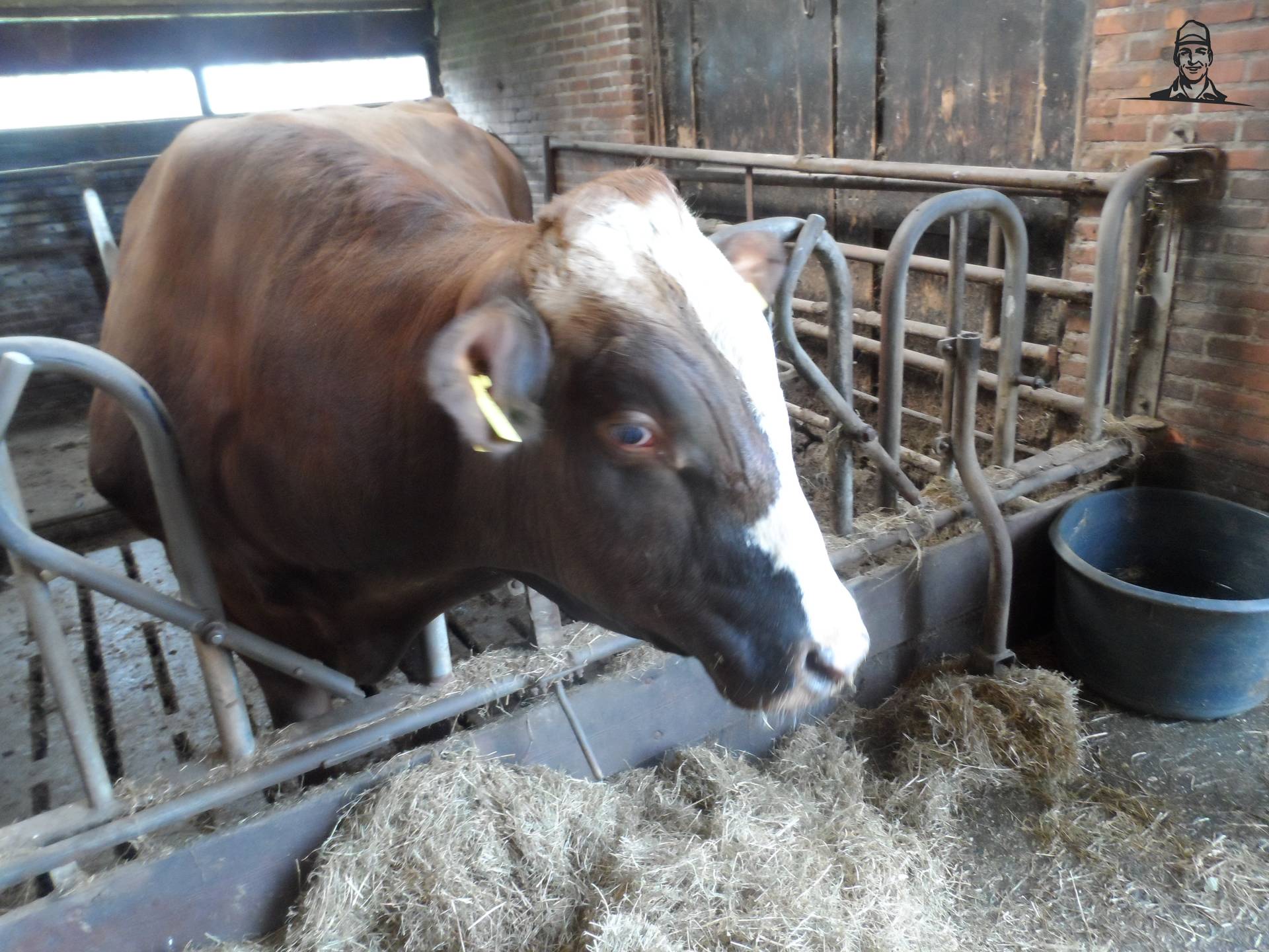 een oude vette stier  van auke506