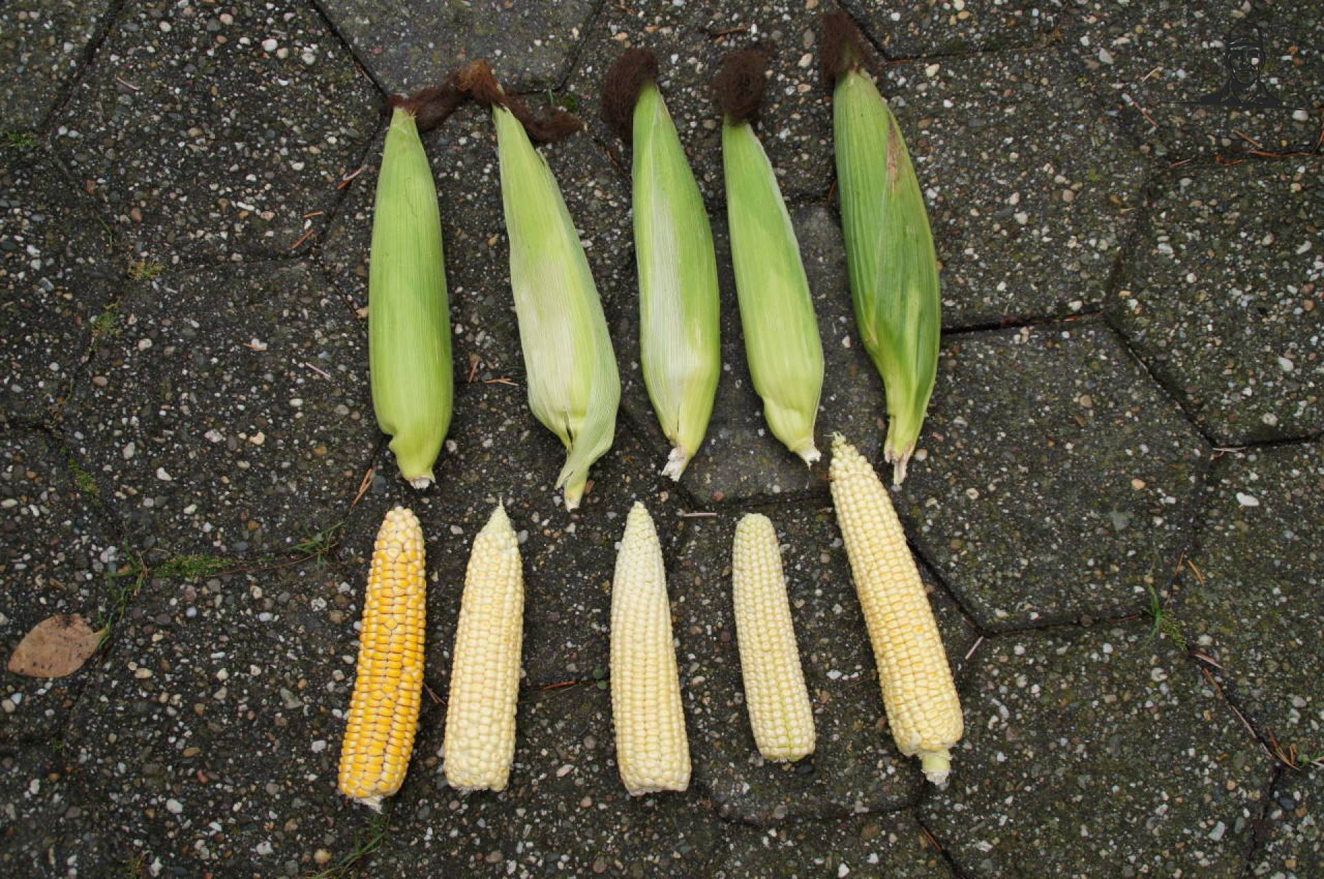 Wat een slechte Duitse mais !!!!!!  van Grasbaal