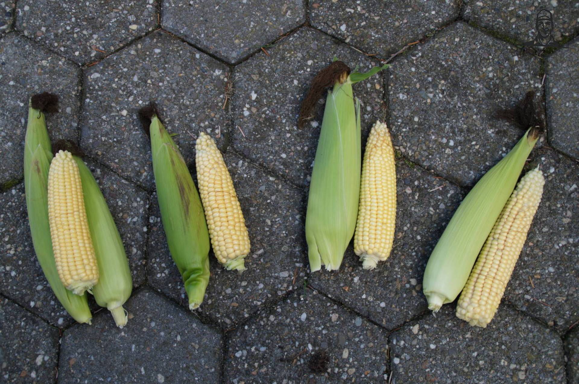 Maiskolven Noord-Limburg van maisboerke