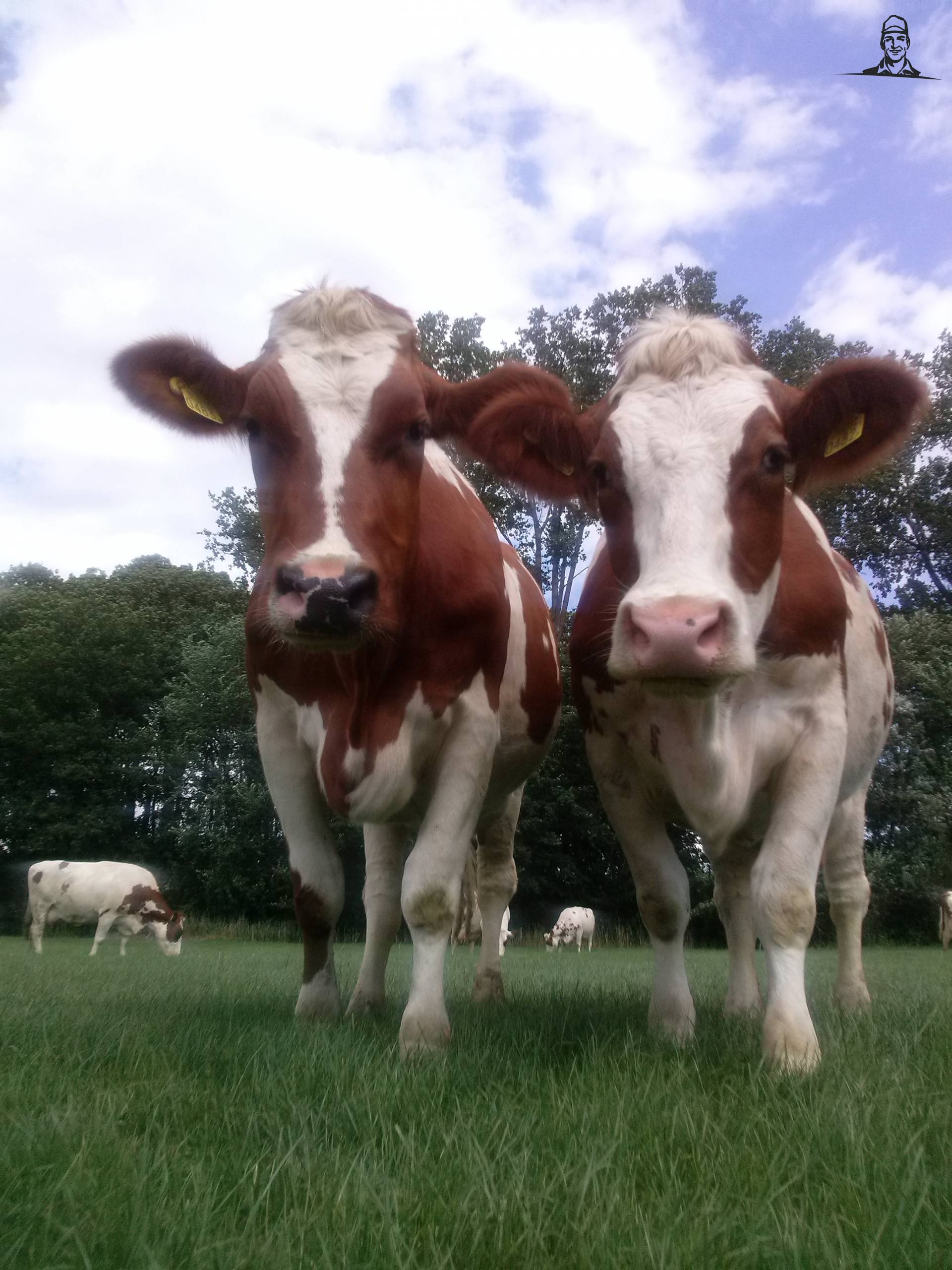 Twee vaarsen van Fiat110-90 DT