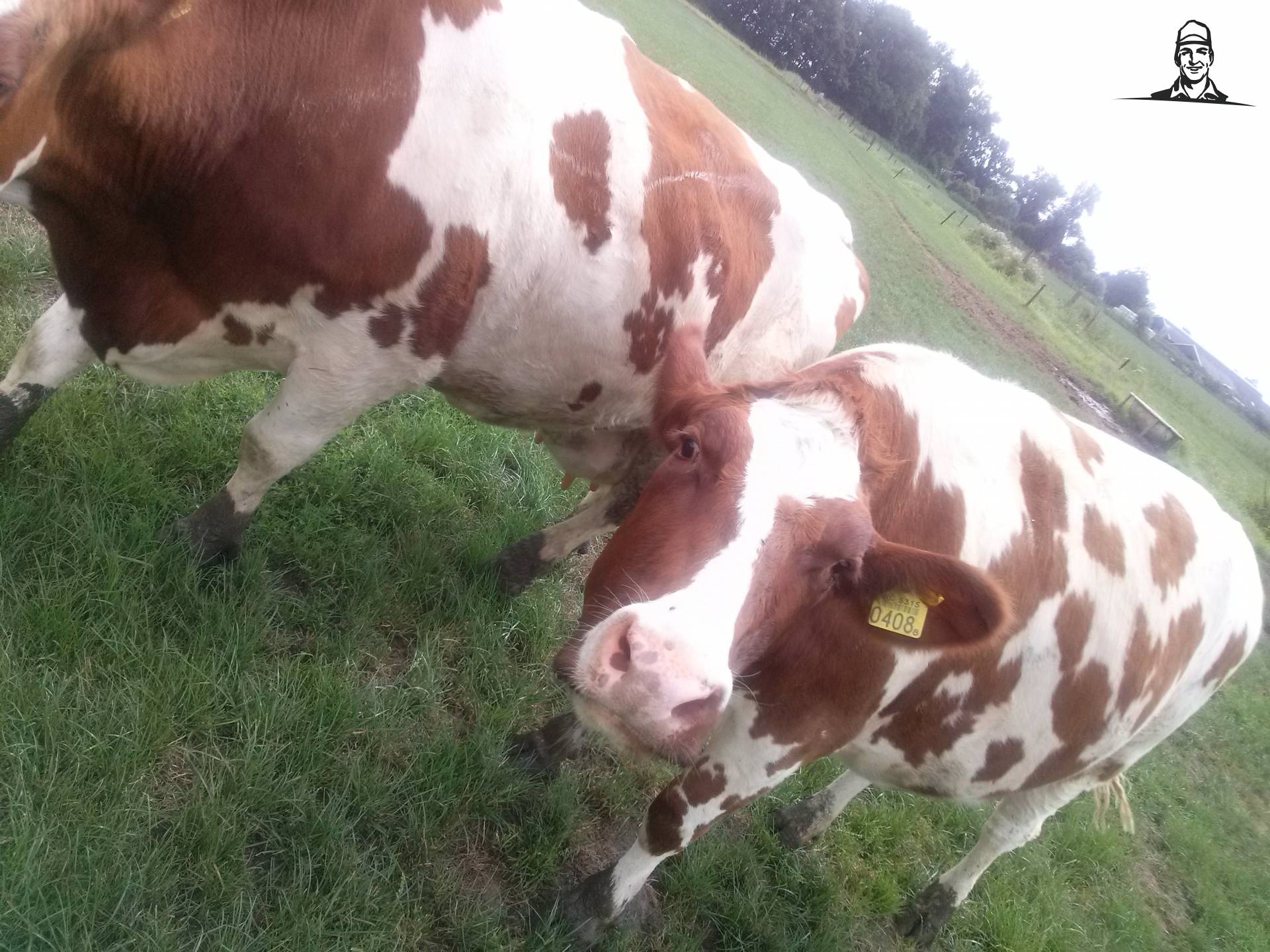 MRIJ Koe van Fiat110-90 DT