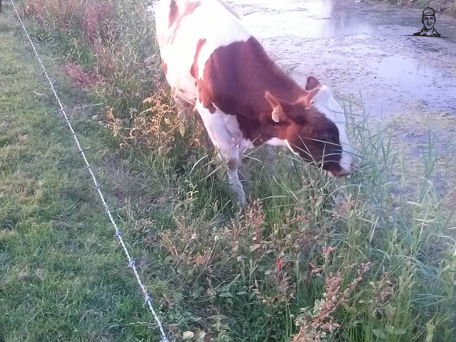 Stiertje van Fiat110-90 DT