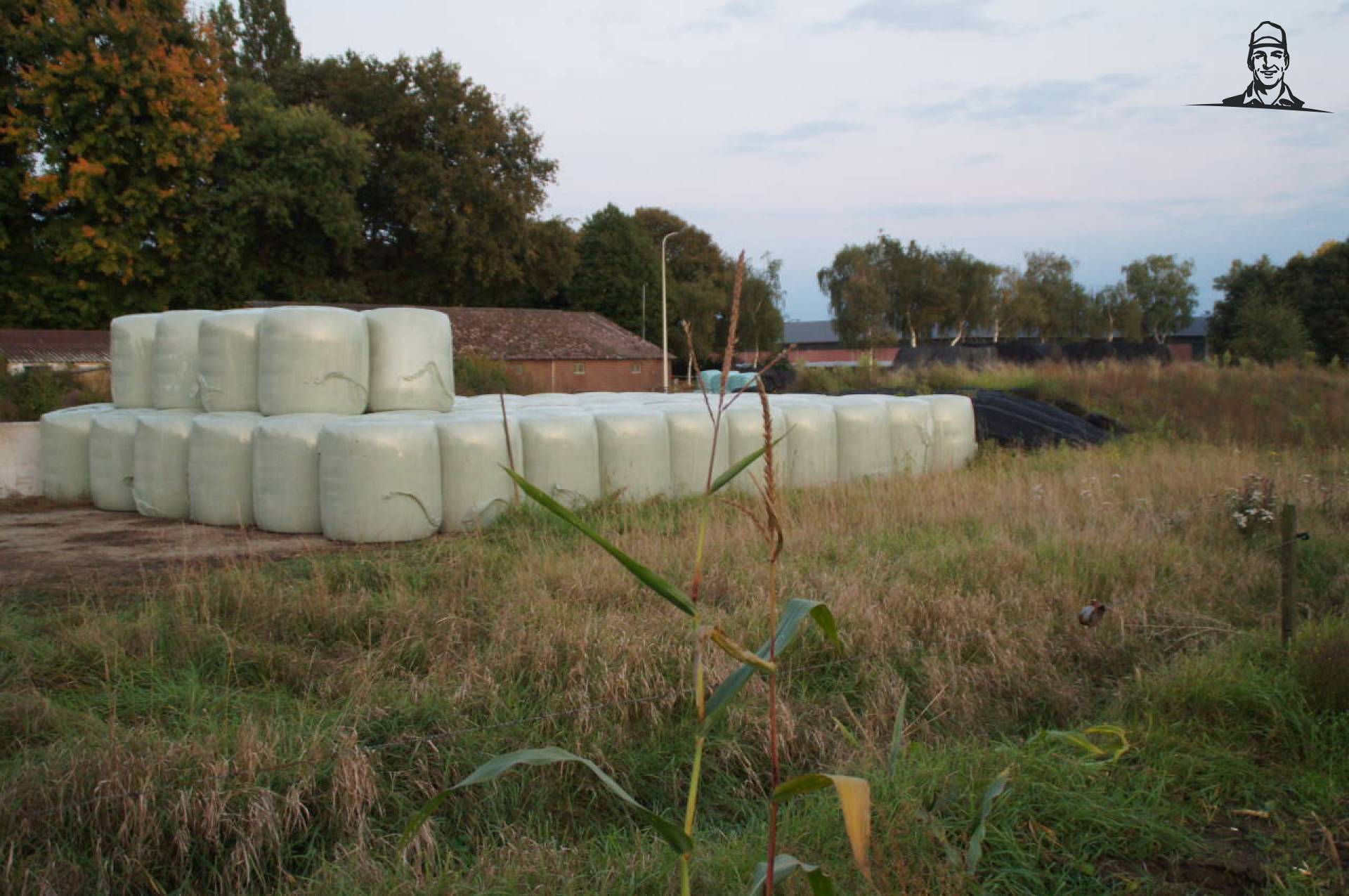 2013, Meer Snijmais en MKS in balen. van maisboerke