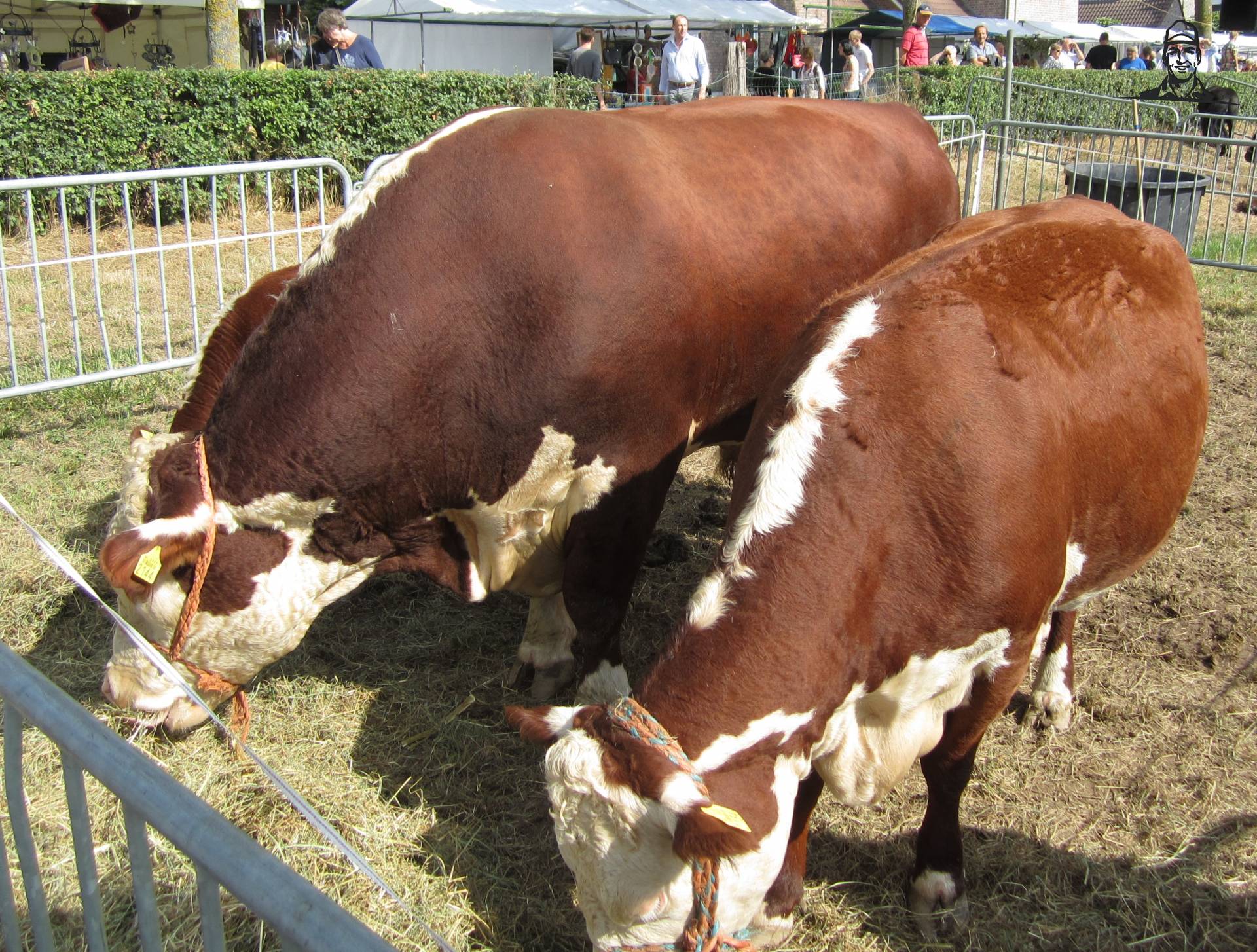 Hereford koe en stier van Oldtimer-fan