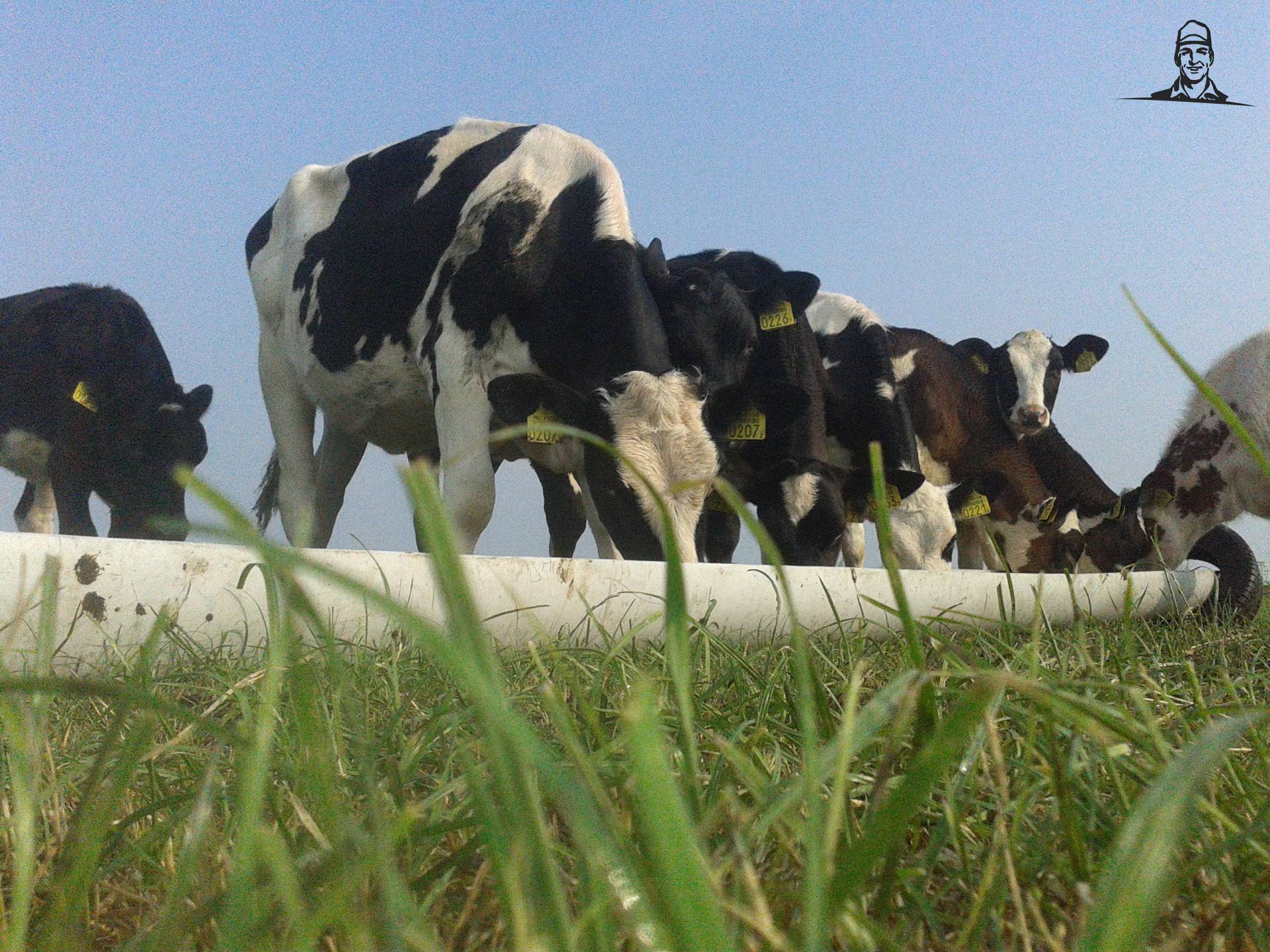 de kalveren lekker aan het eten van ih744-s