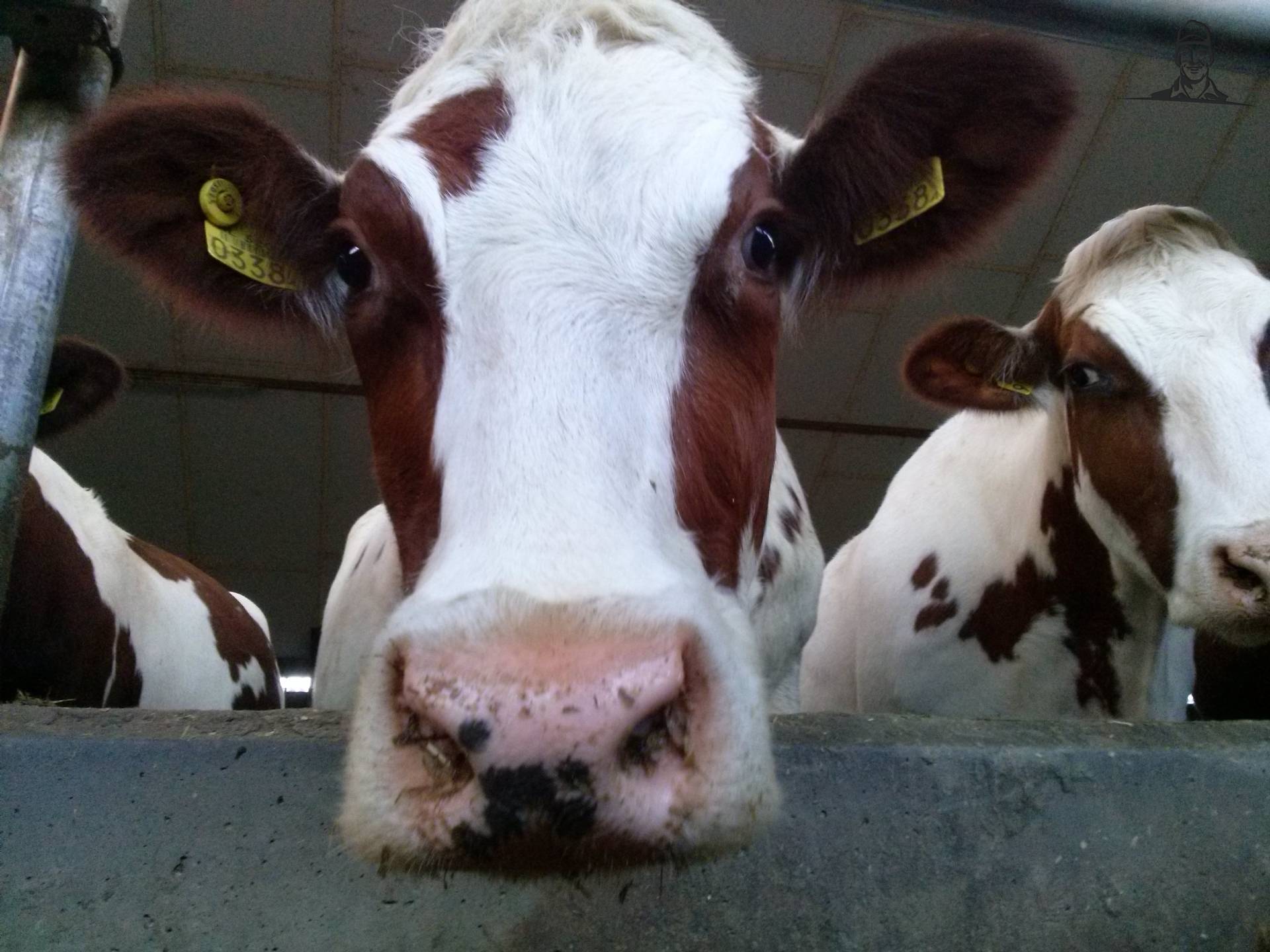 MRIJ koe van Fiat110-90 DT