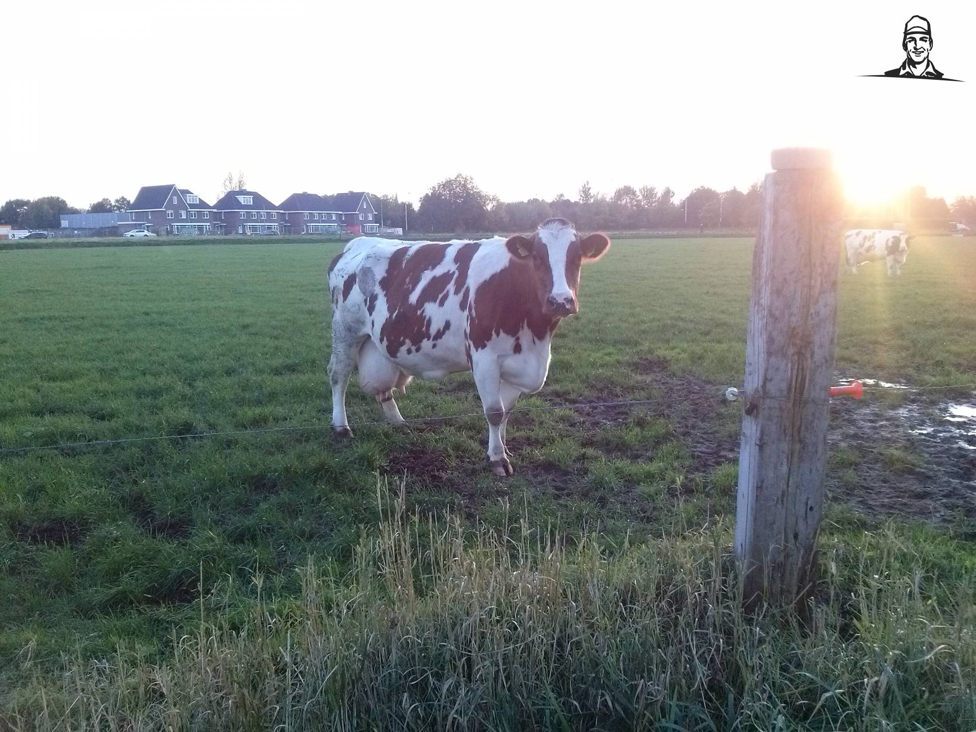 MRIJ koe van Fiat110-90 DT