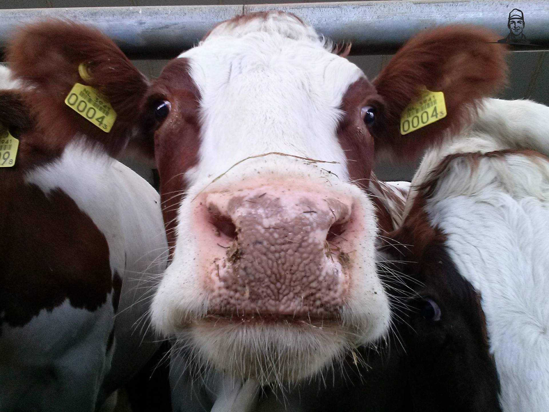 Gekke koe van Fiat110-90 DT