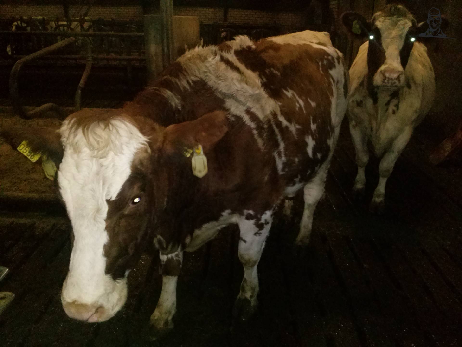 vaarsje van Fiat110-90 DT