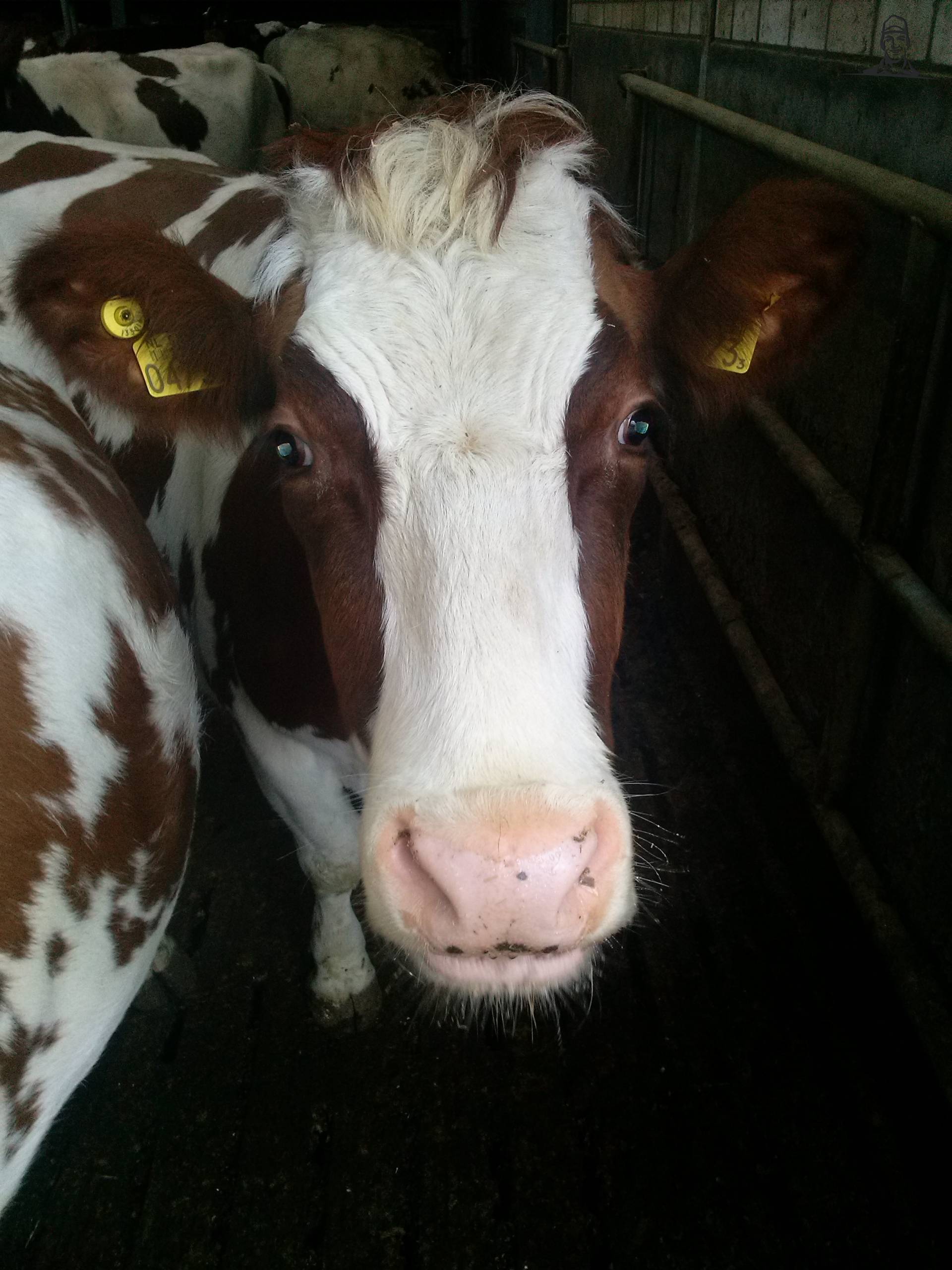 MRIJ Koe van Fiat110-90 DT