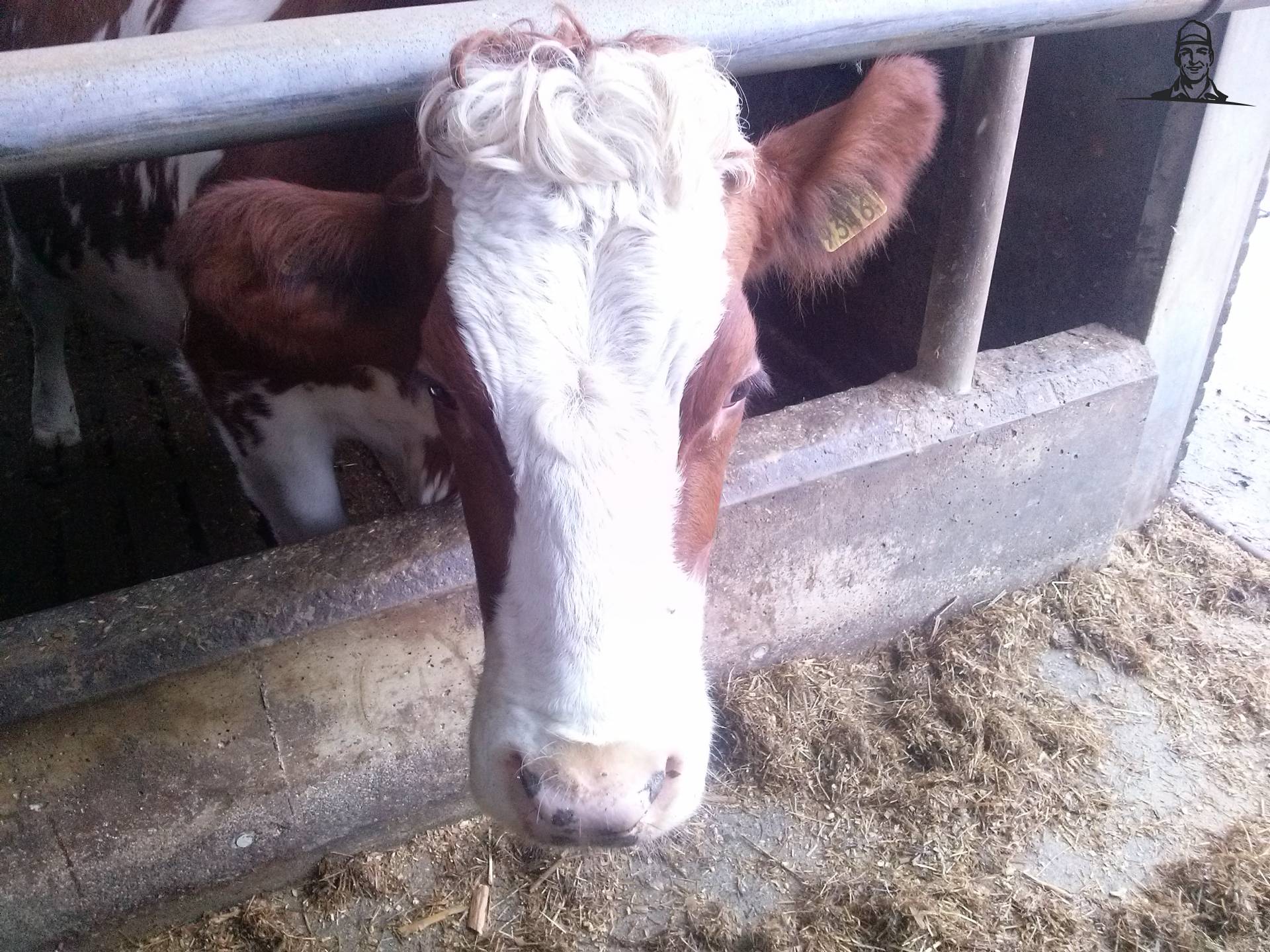 MRIJ Koe van Fiat110-90 DT