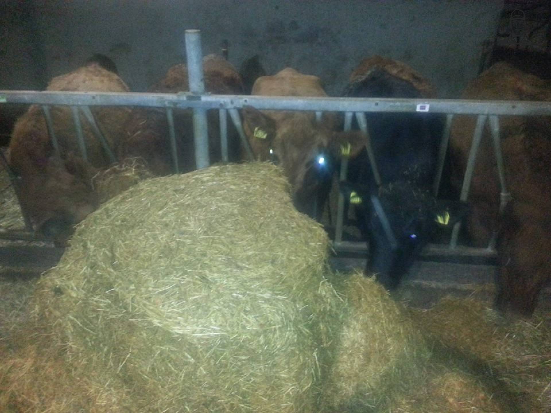 De eerste baal groentenmix is open van Grasbaal