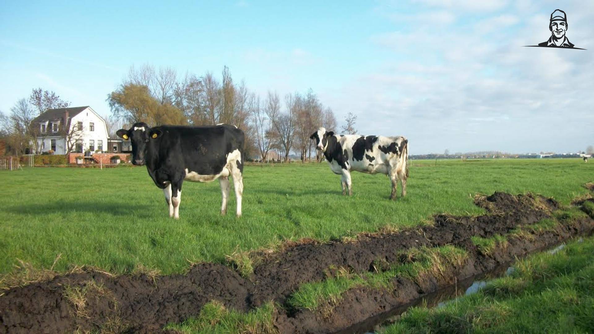 Koeienvla heeft onverwachte effecten van Hilbrand Korver