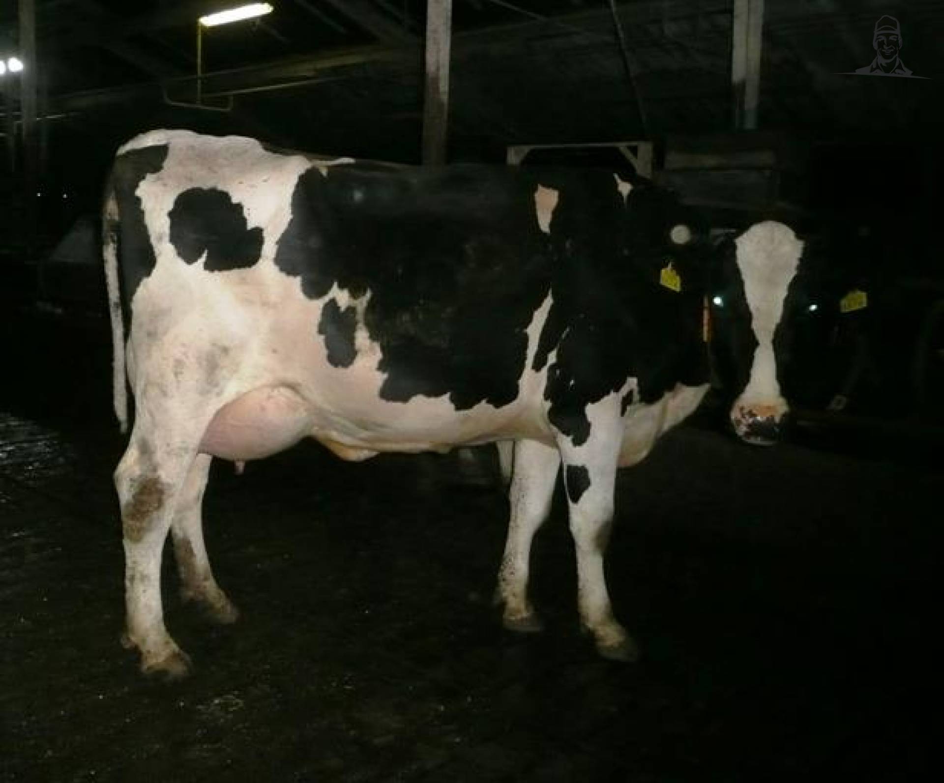 Dagproductie vaars: 40 kg van Grasbaal