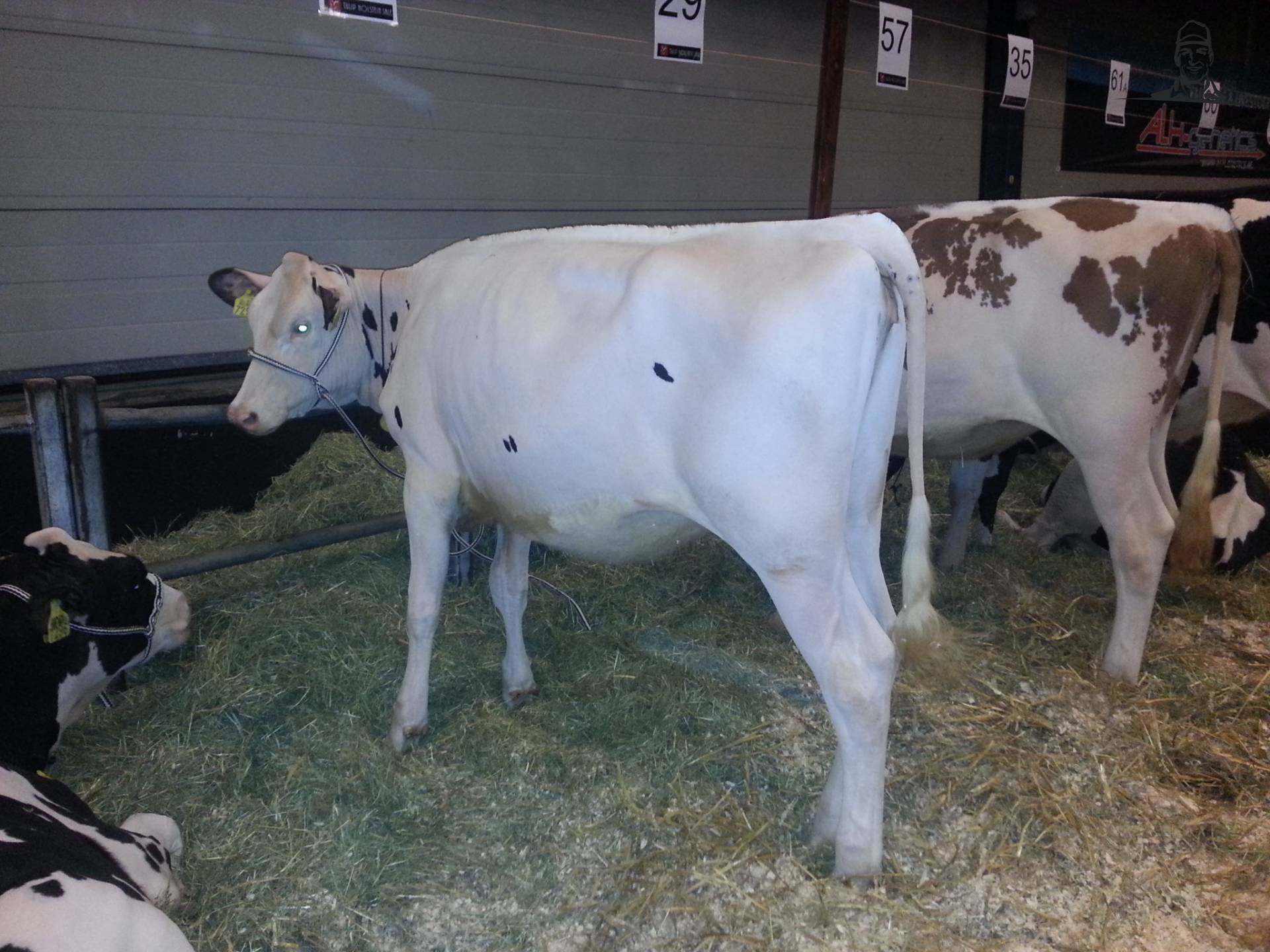 SOUTHLAND SNOWMASTER DELLIA van Grasbaal