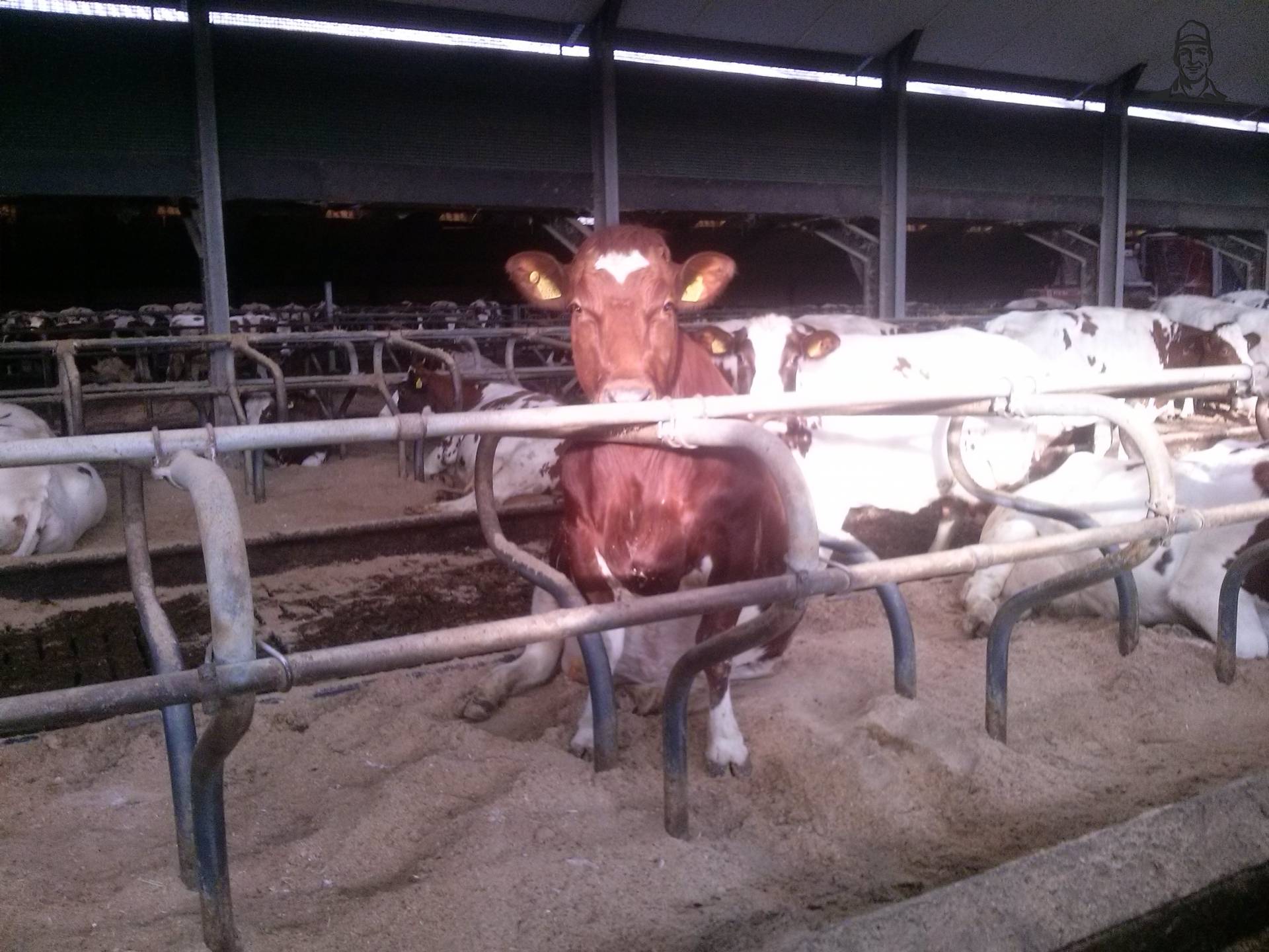 Zittende koe van Fiat110-90 DT