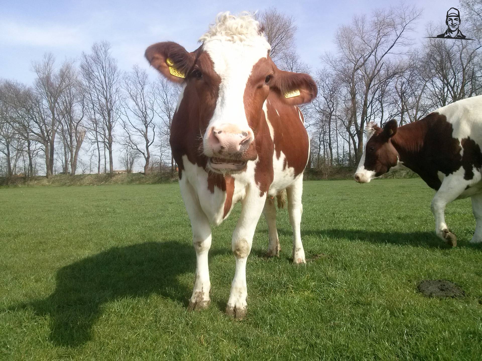 MRIJ Koe van Fiat110-90 DT