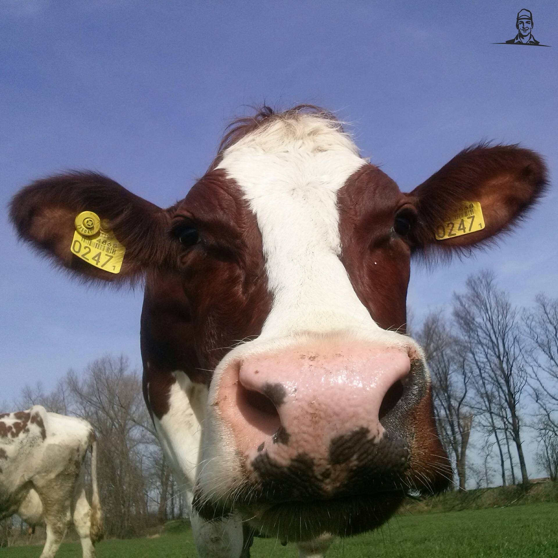 MRIJ Koe van Fiat110-90 DT