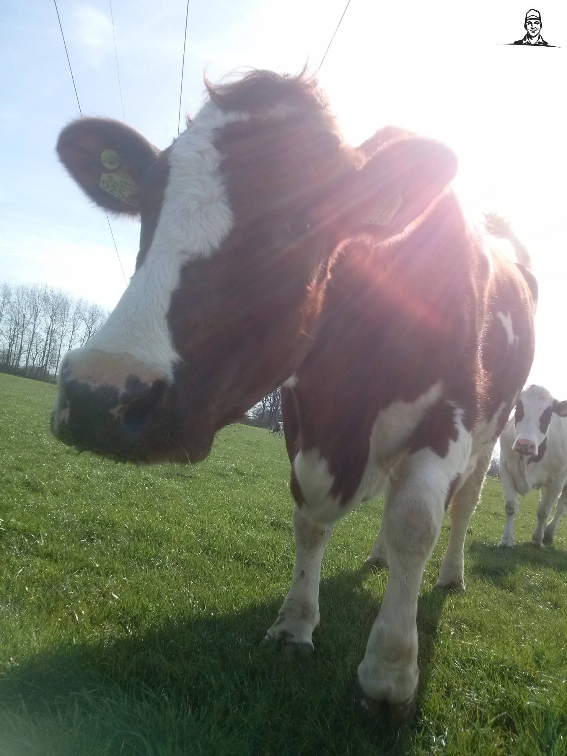 MRIJ Koe van Fiat110-90 DT