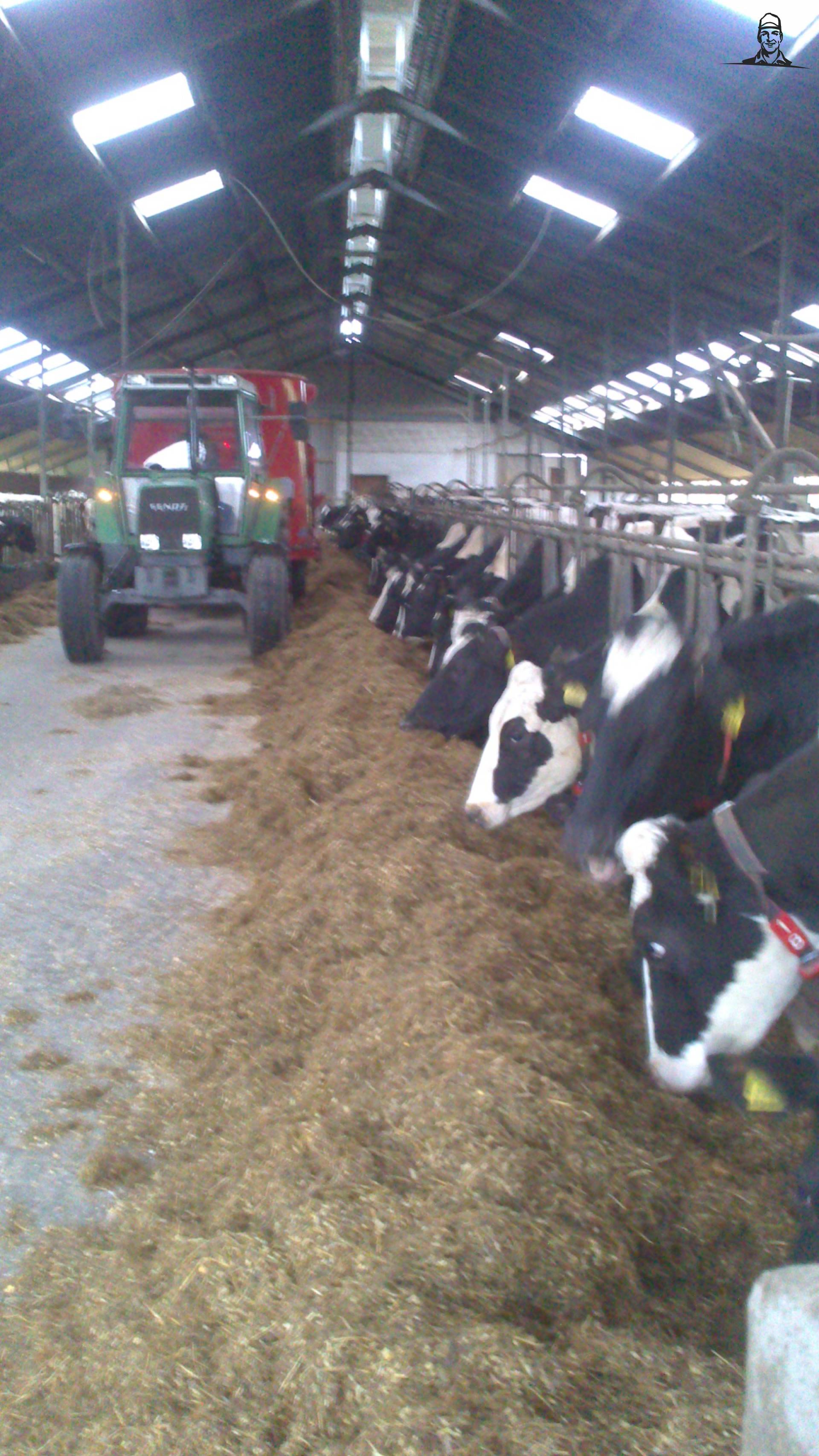 koeien voeren van ford46