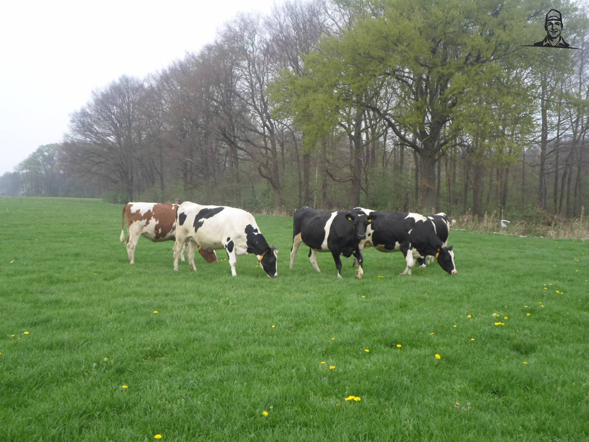 De eerste koeien zijn weer buiten! van claasfan530
