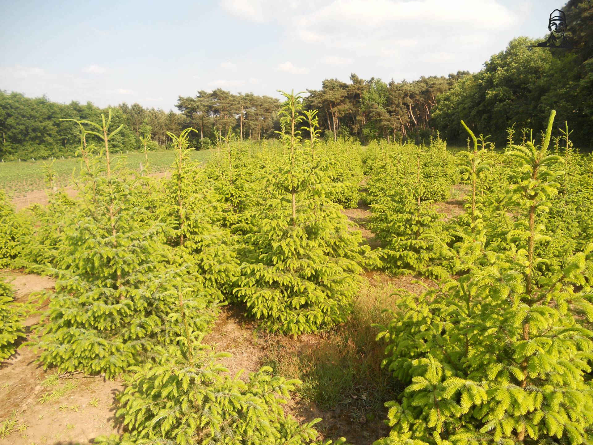 2013    niet zo mooi van gielke