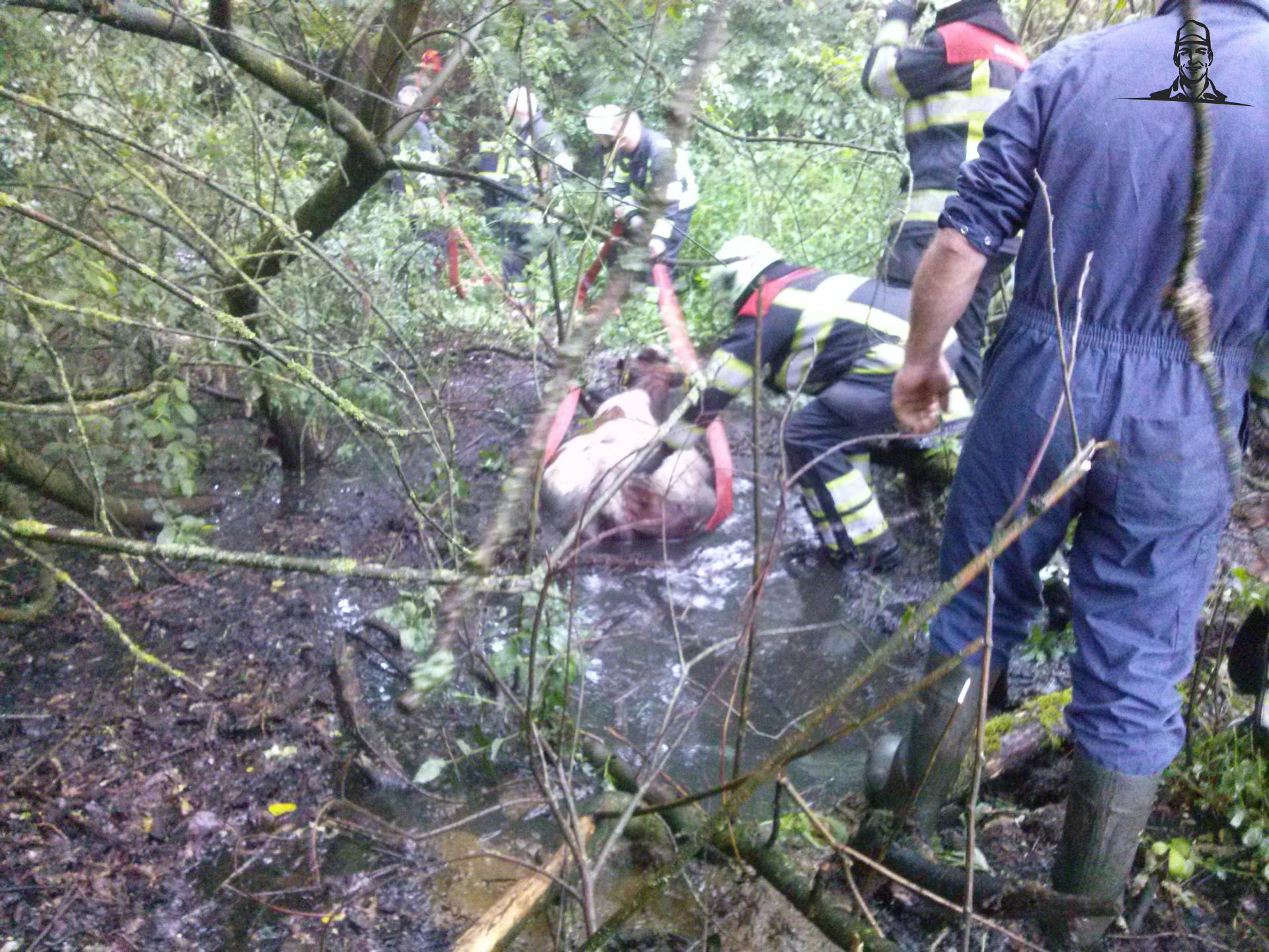 Koe vast in moeras van Fiat110-90 DT