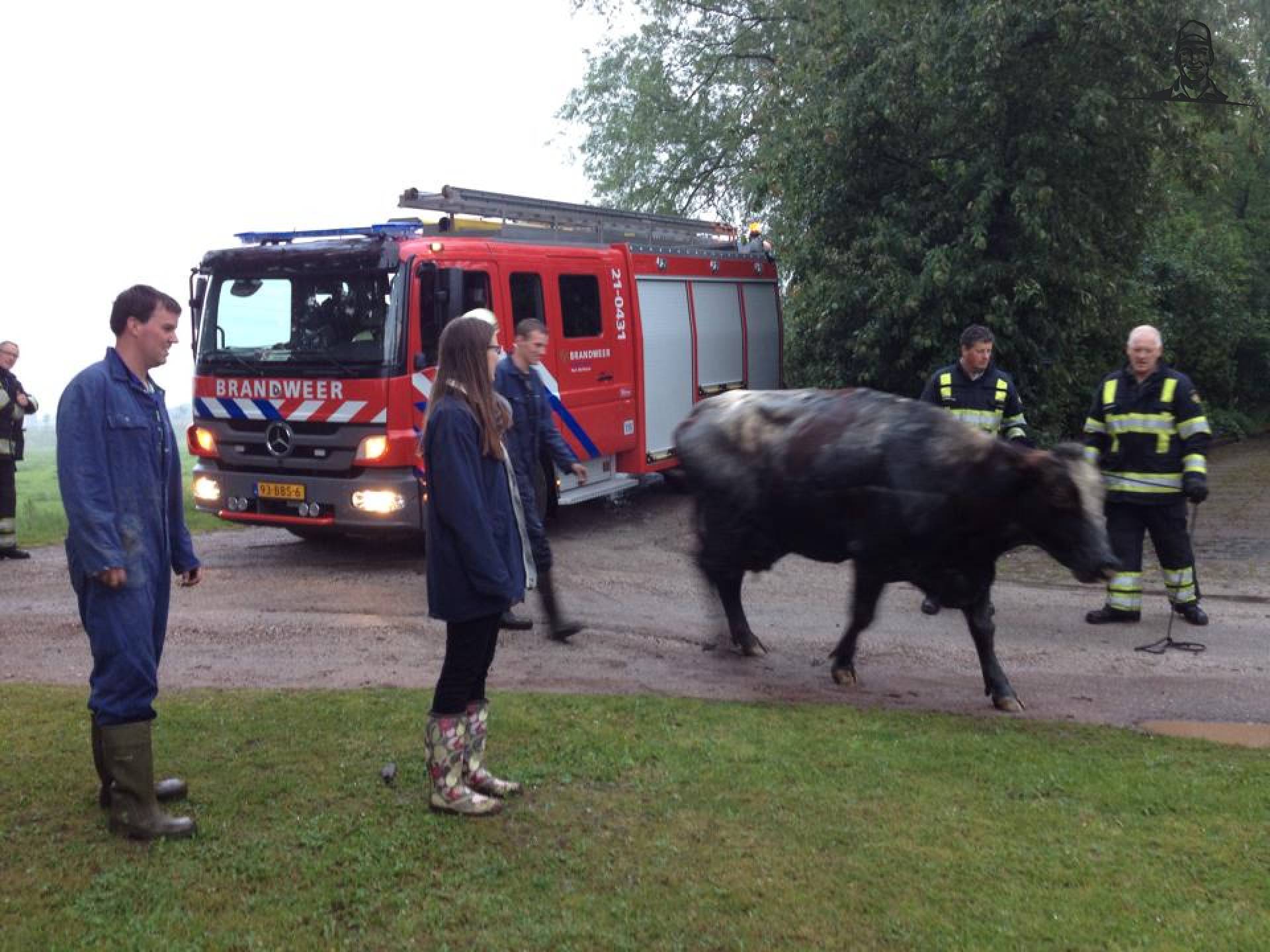 Koe vast in moeras van Fiat110-90 DT