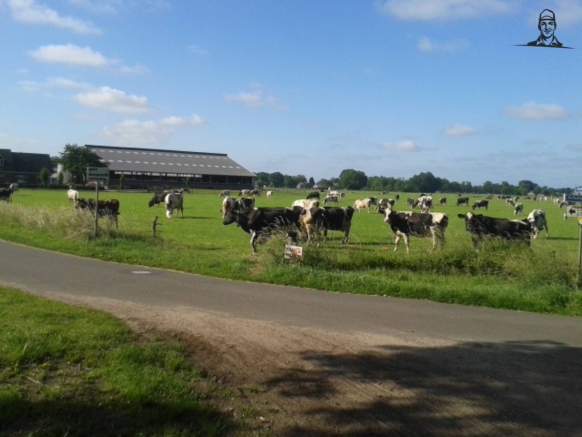 onze koeien in de weide van N-Htvt155Wessel