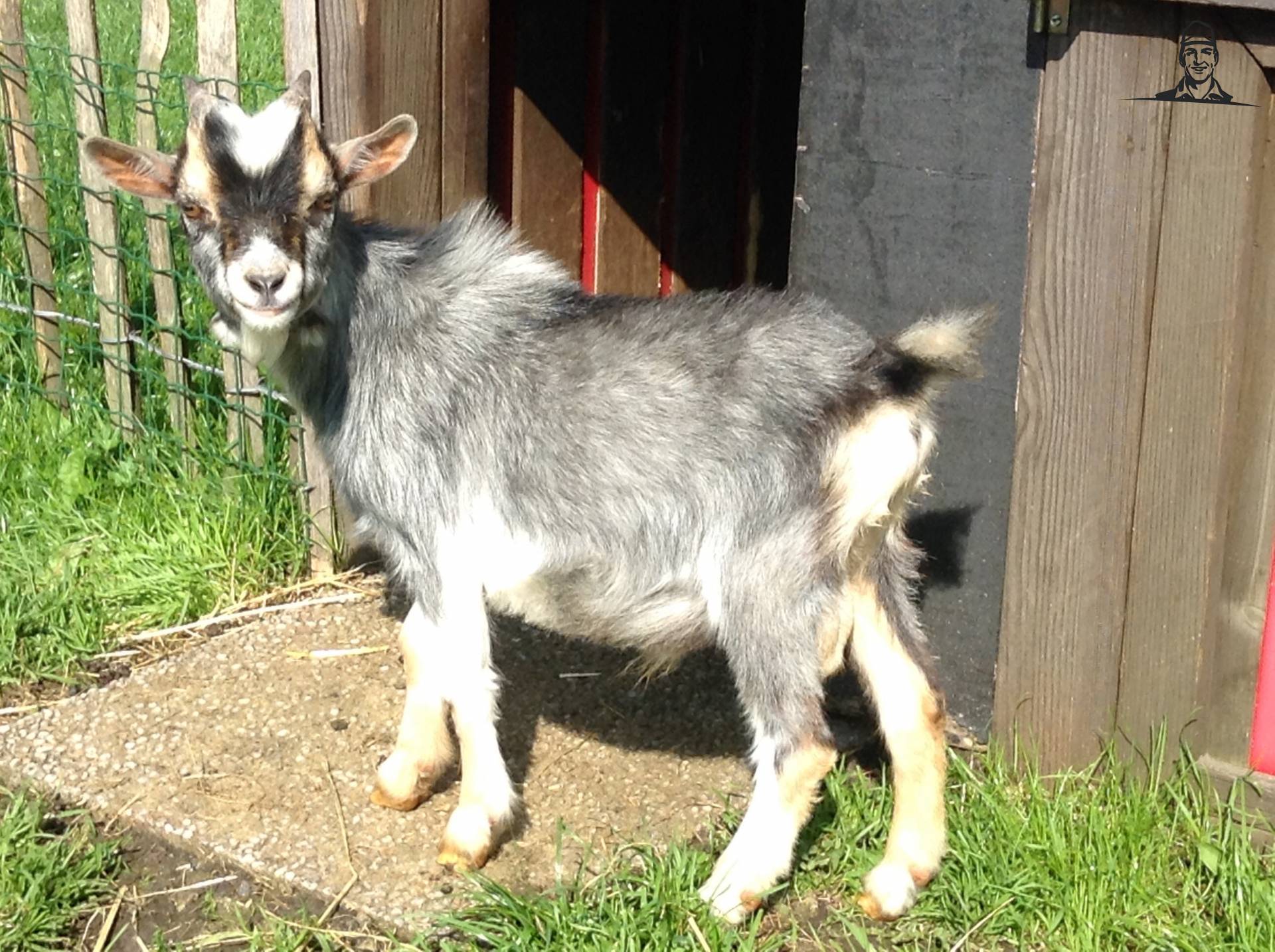 Blauwschimmel bok van eicher4048driver