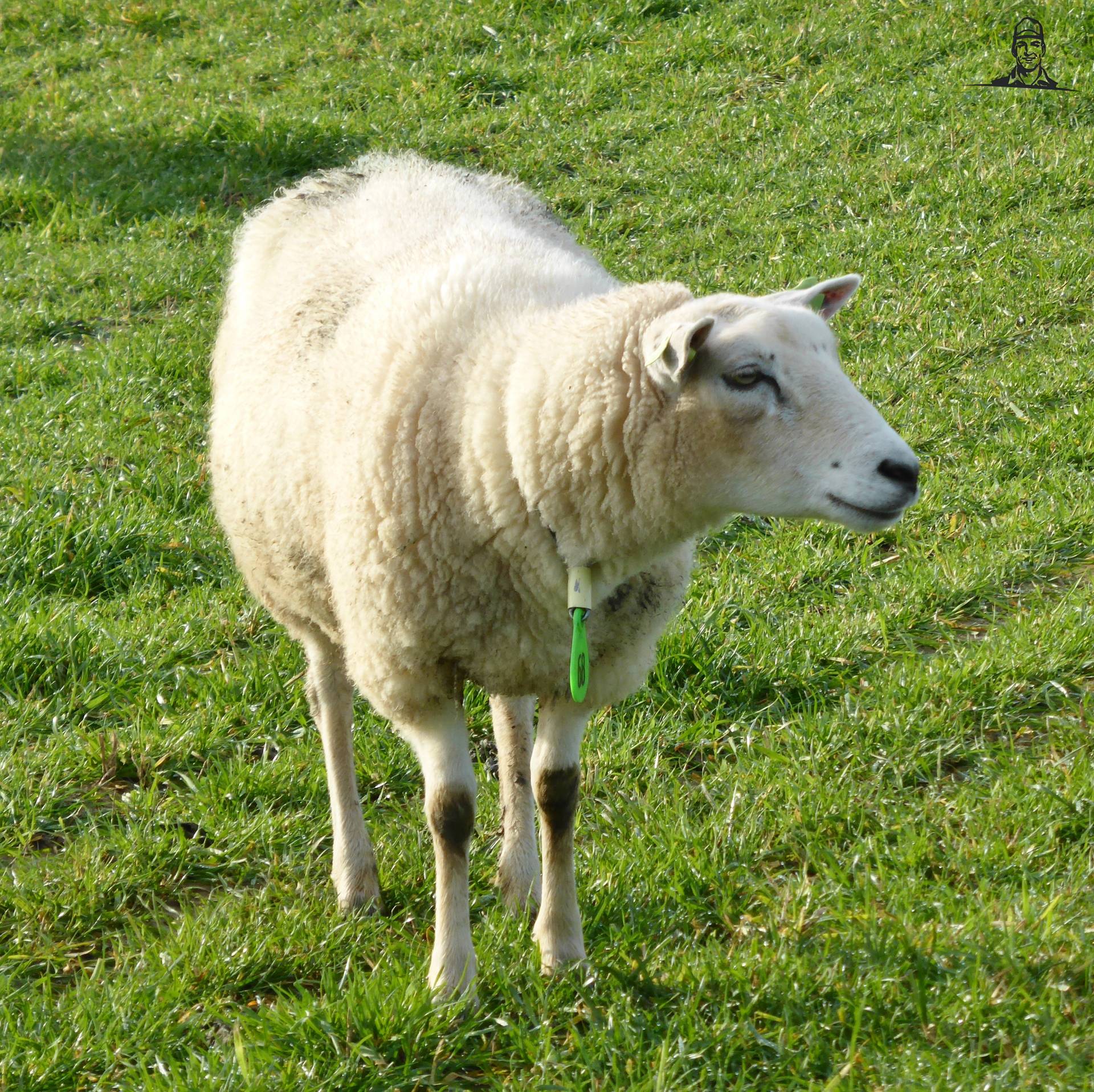 Swifter van Oldtimer-fan