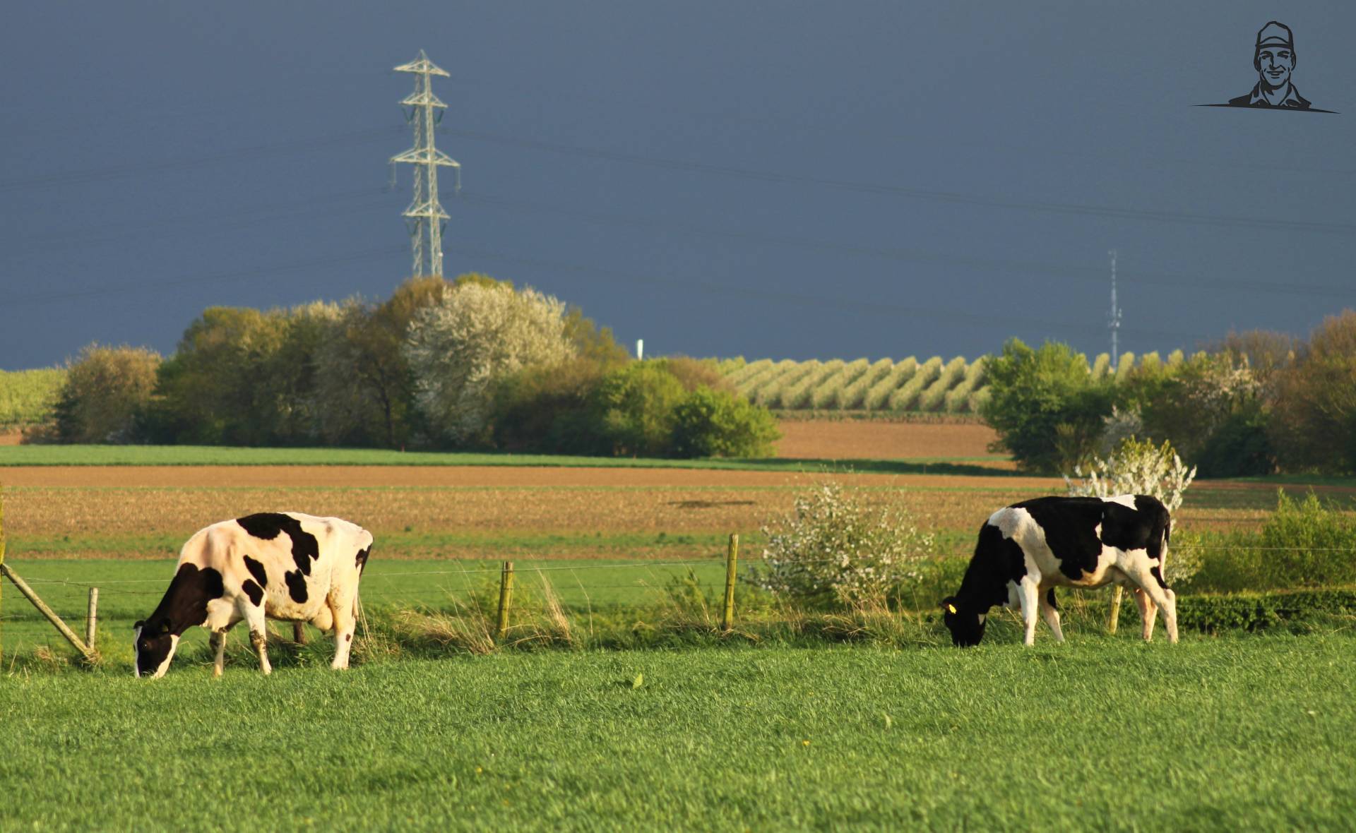 Koeien in de wei van Oldtimer-fan
