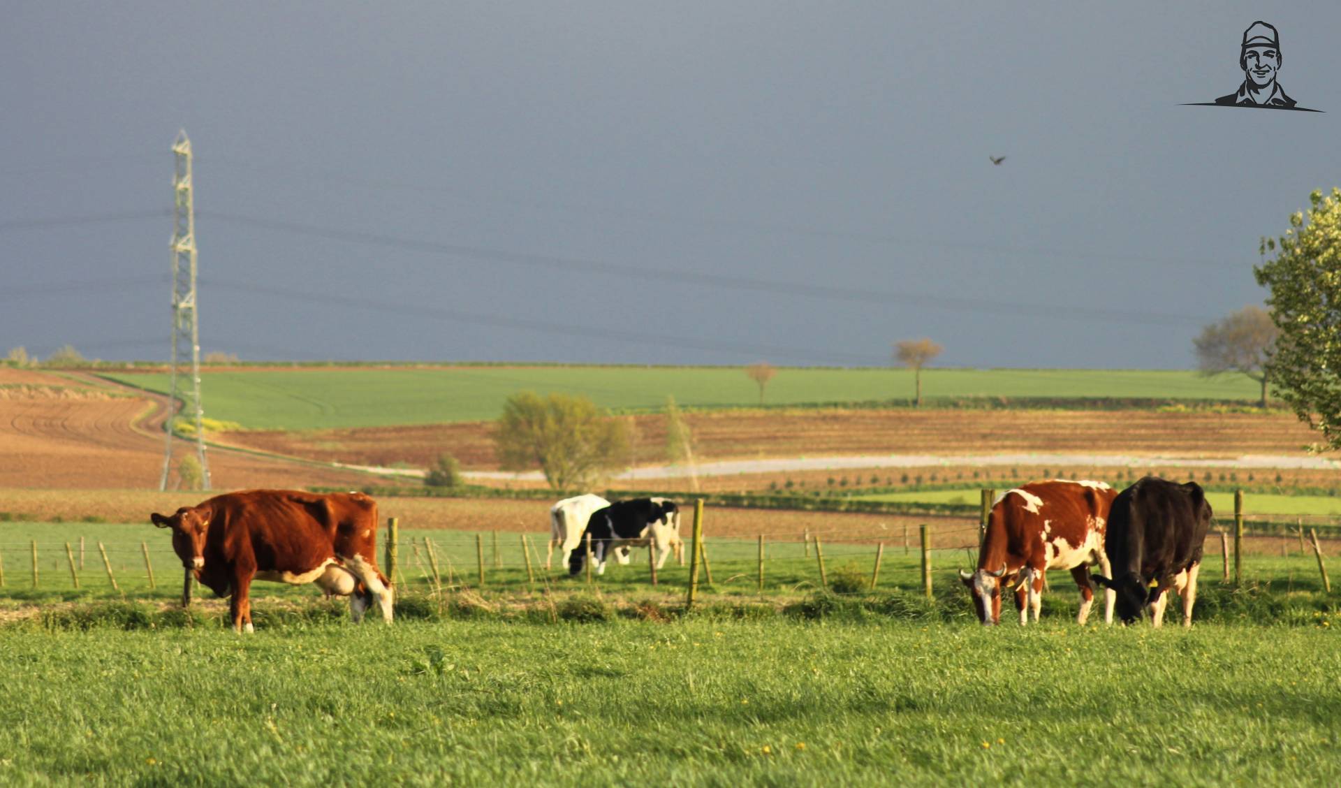 Koeien in de wei van Oldtimer-fan