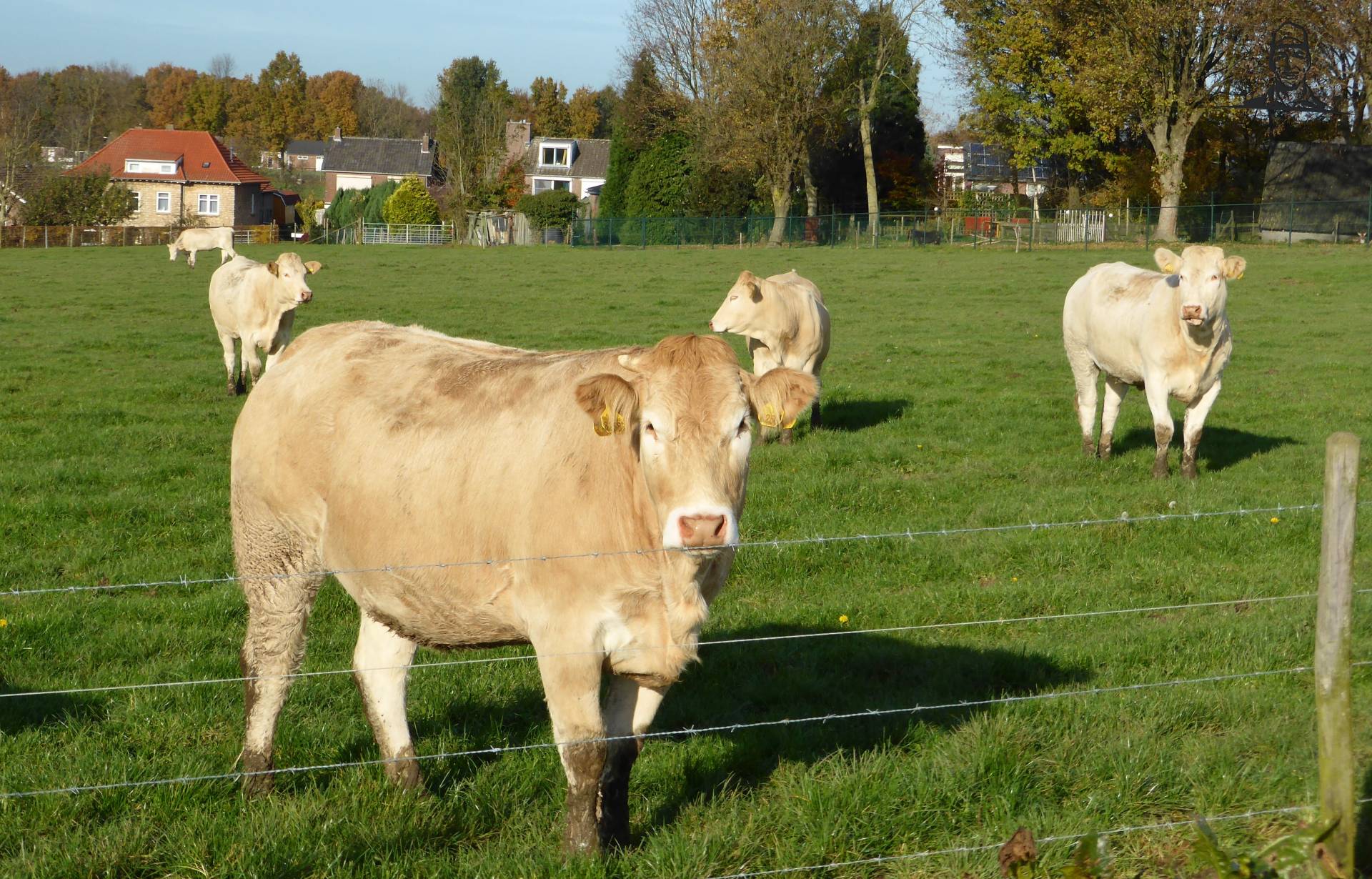 Charolais koeien van Oldtimer-fan