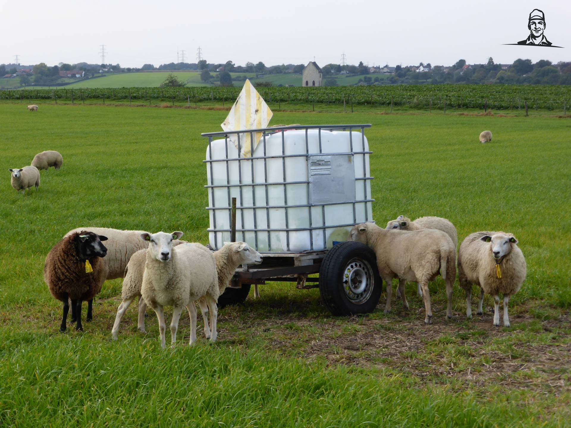 Swifters bij de watertank van Oldtimer-fan