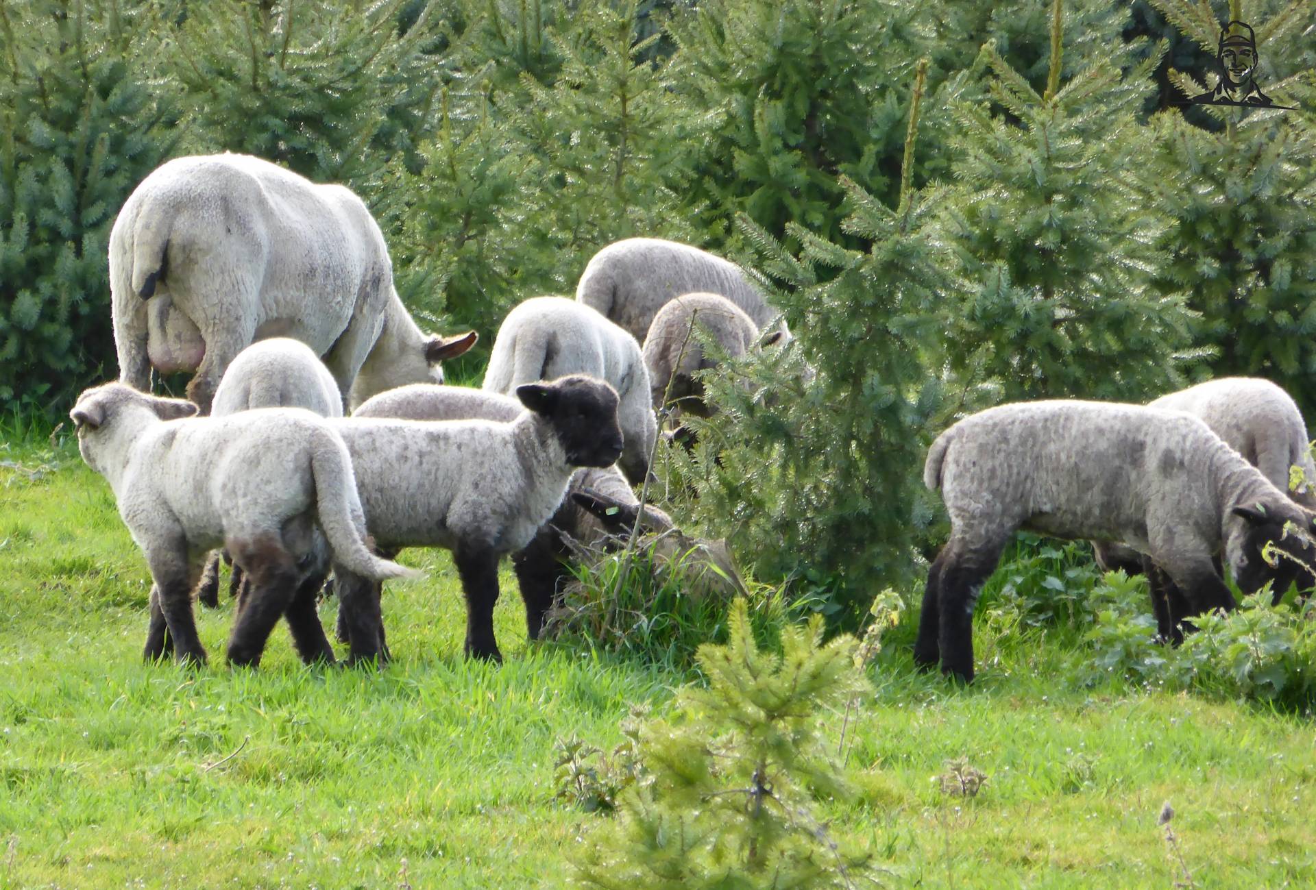 Shropshire lammeren van Oldtimer-fan