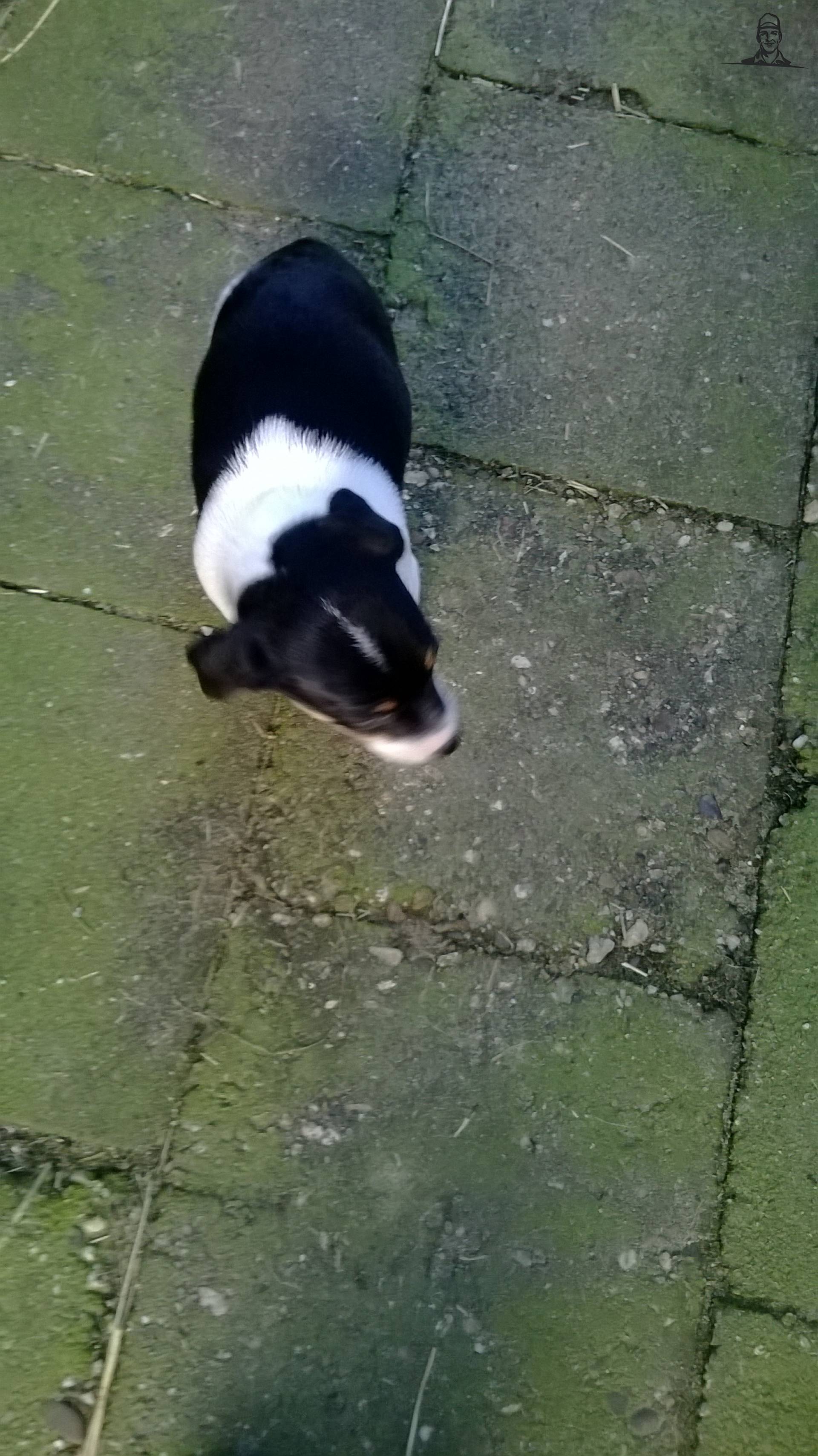 boeren fox pup van steyrlanzboy