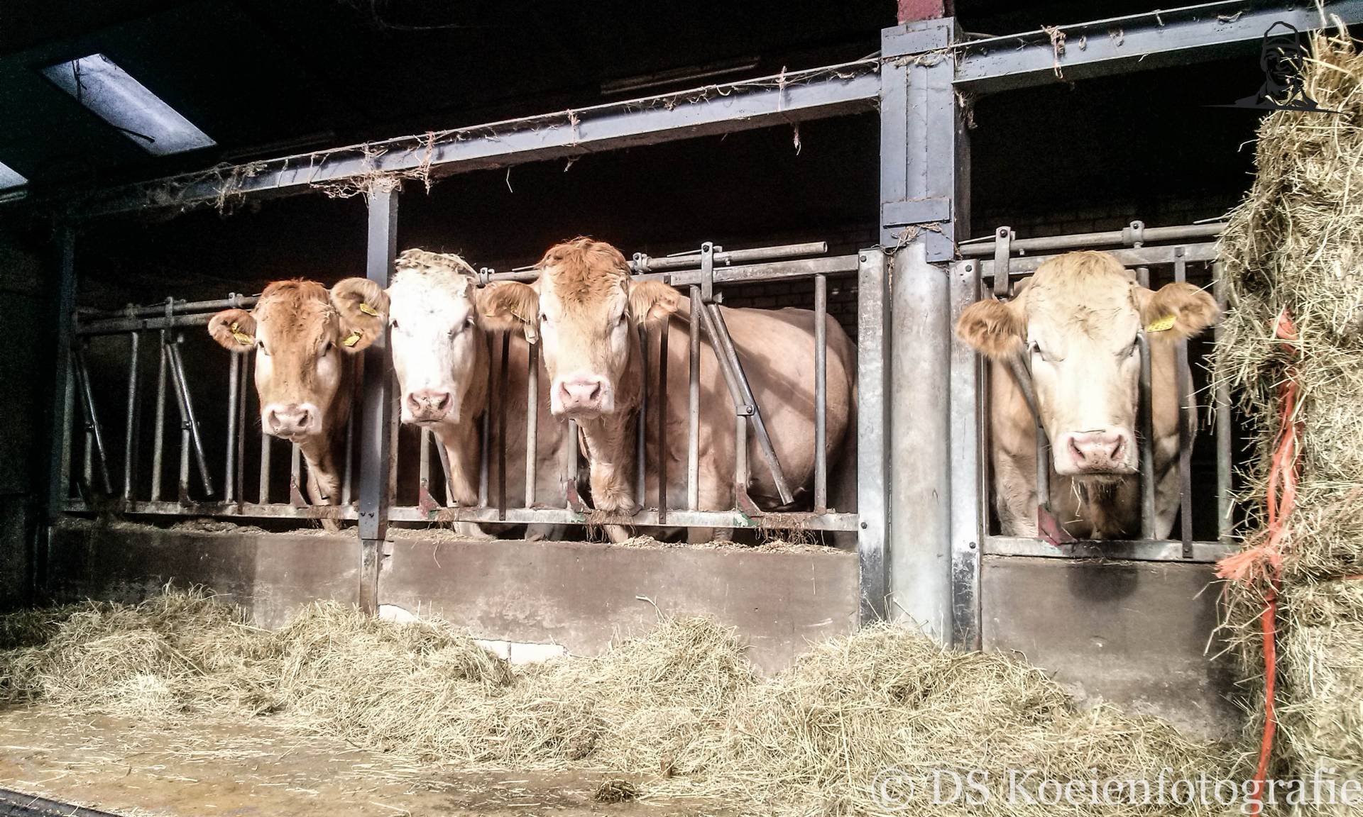 Blonde d'Aquitaine van Fiat110-90 DT