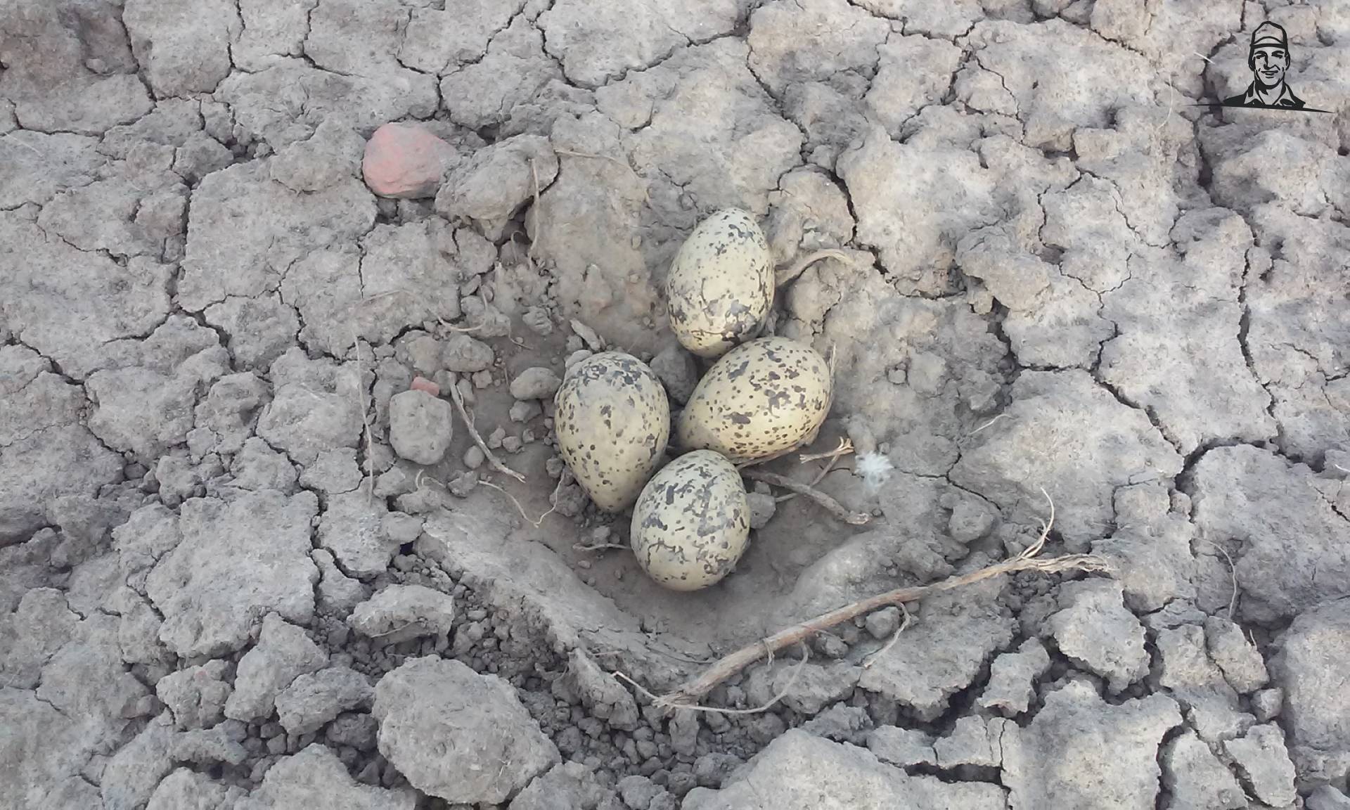 De eerste eieren al gevonden. van JohnDeere5720