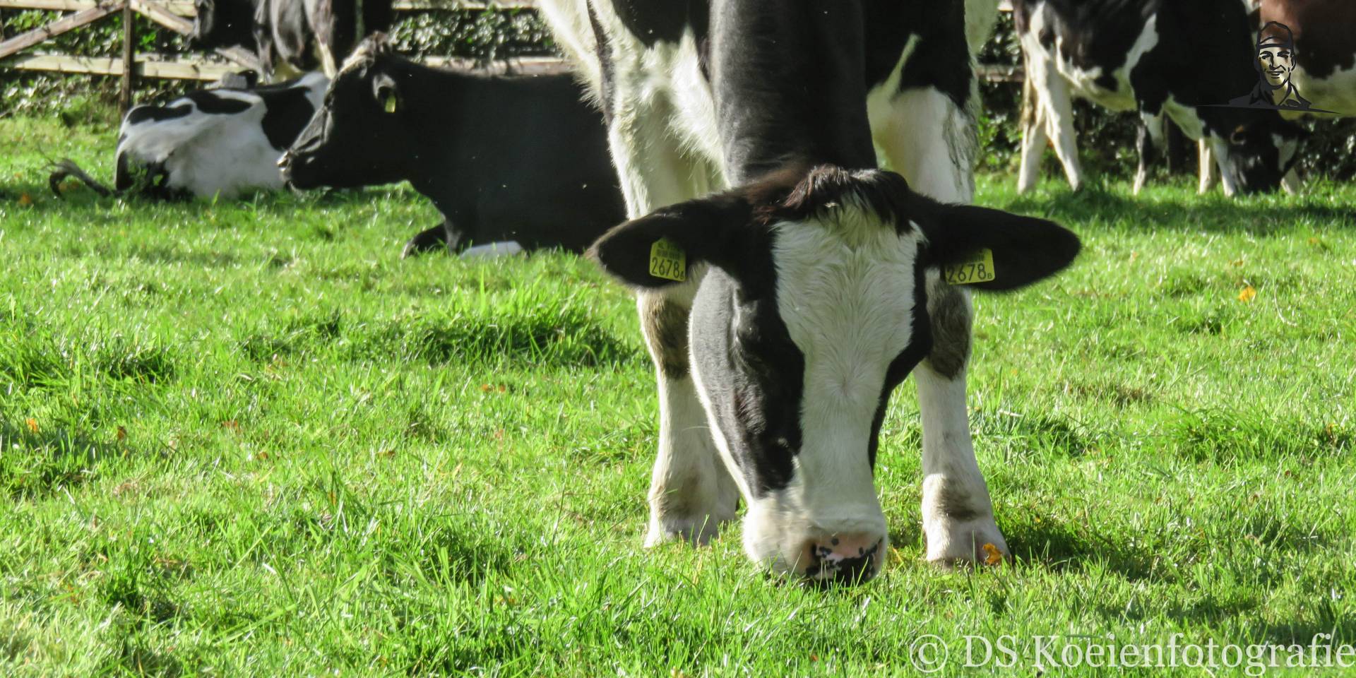 Pink in Holten van Fiat110-90 DT