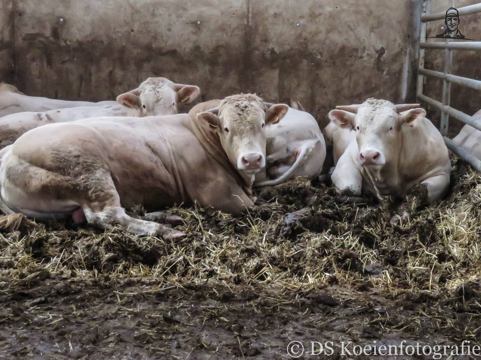 Vleeskoeien in Sevenum van Fiat110-90 DT